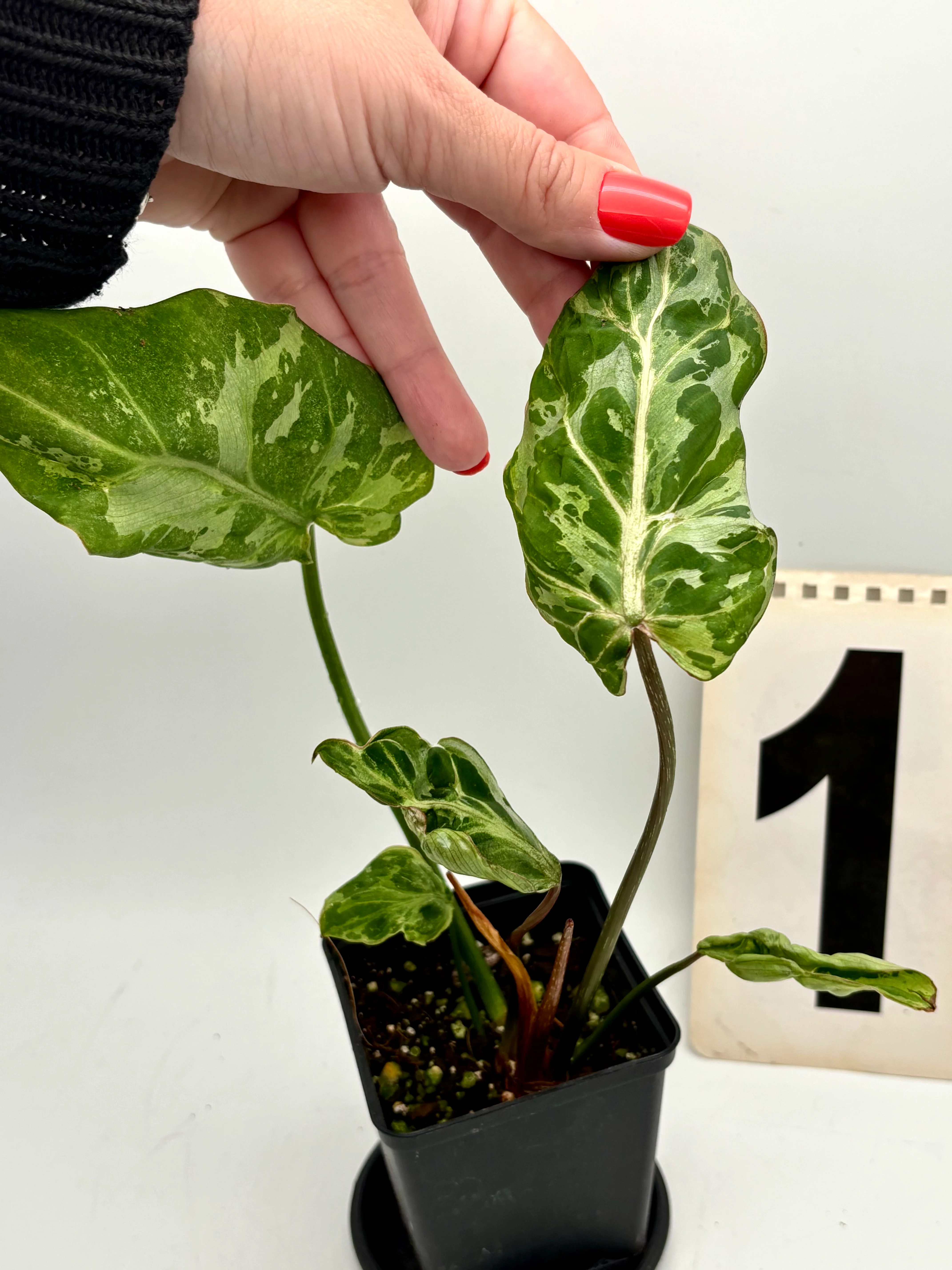 Philodendron Gloriosum Variegata / Snow Leopard - Jungpflanzen