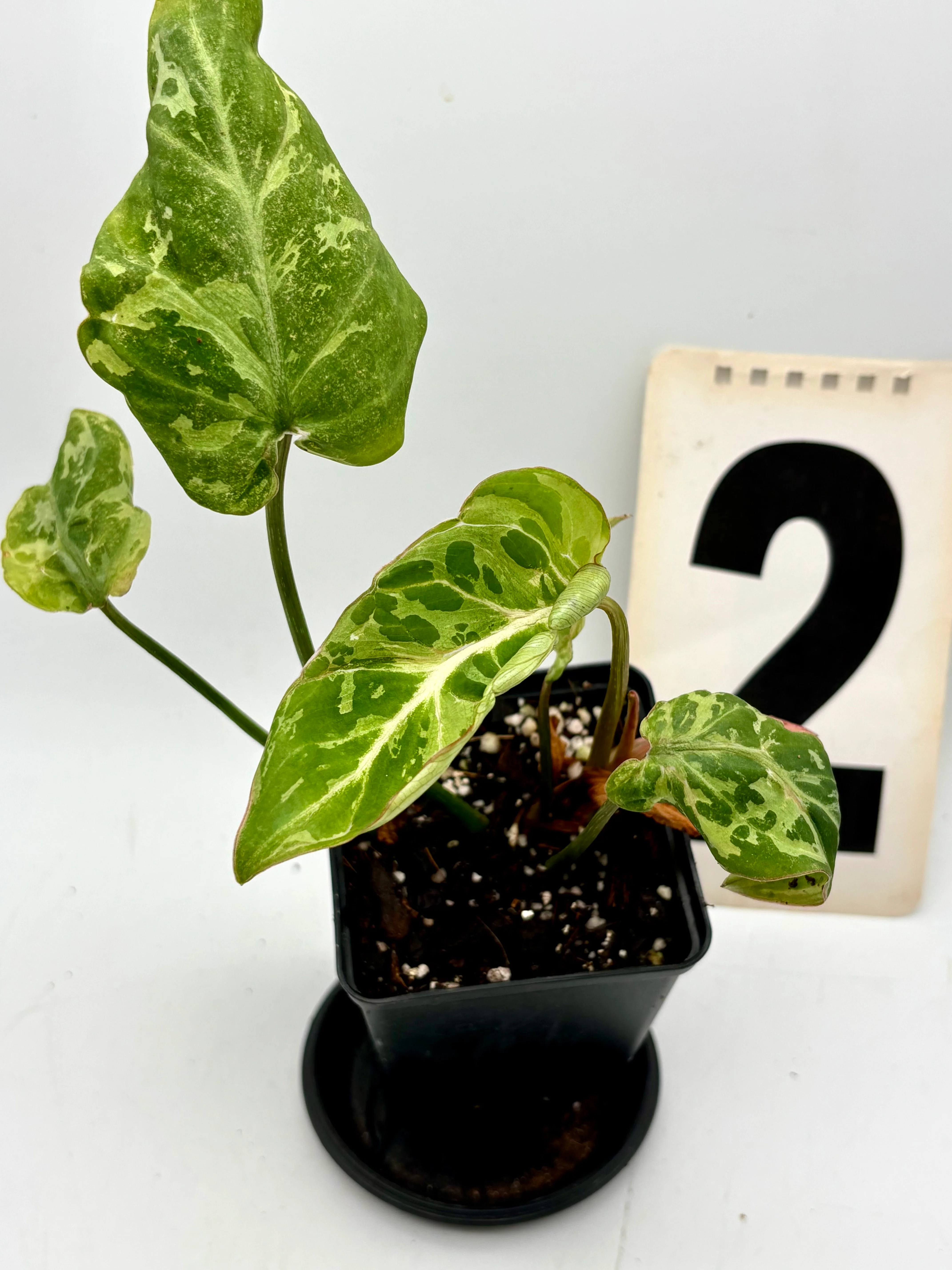 Philodendron Gloriosum Variegata / Snow Leopard - Jungpflanzen - Image 2