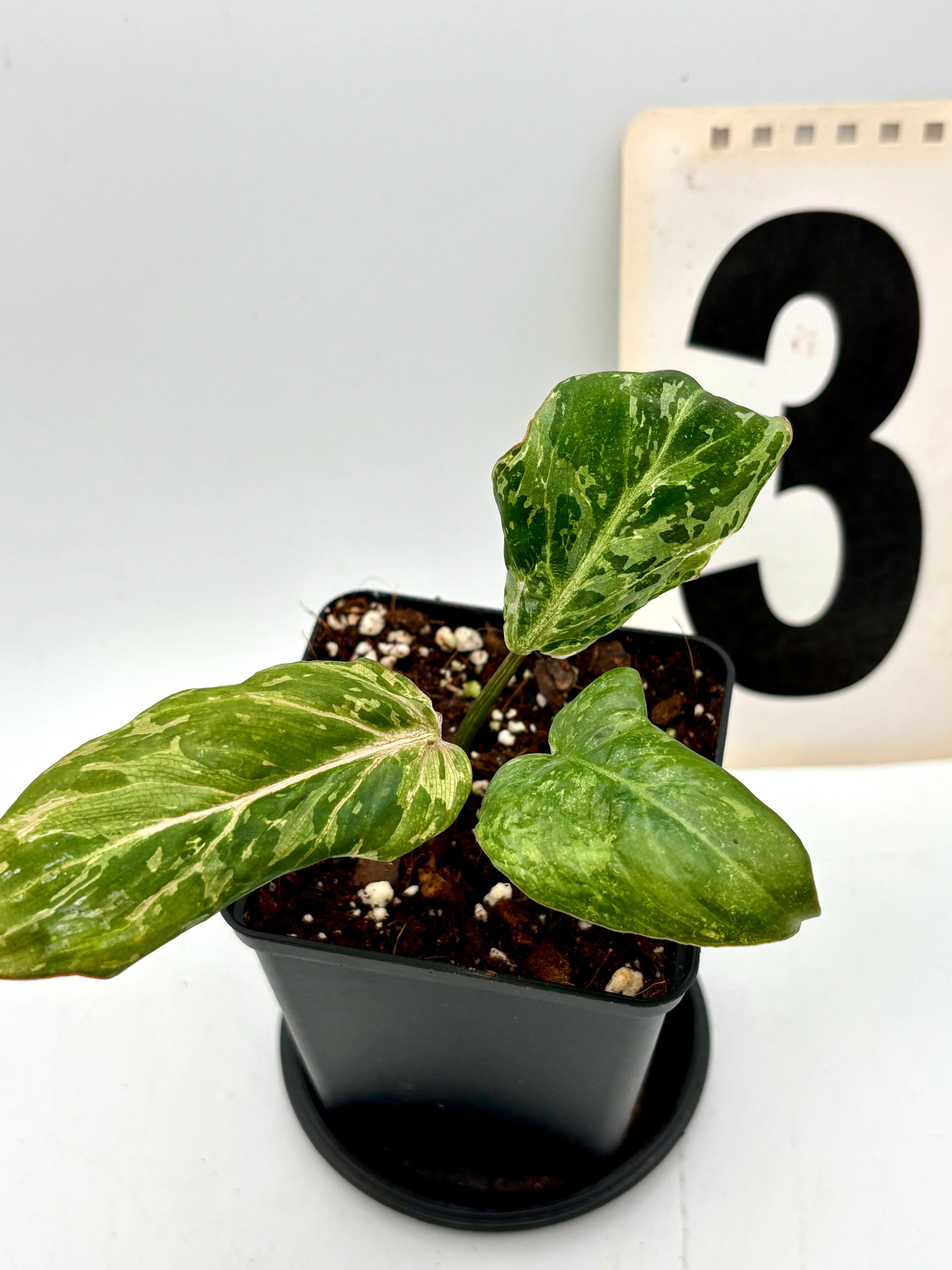 Philodendron Gloriosum Variegata / Snow Leopard - Jungpflanzen - Image 3