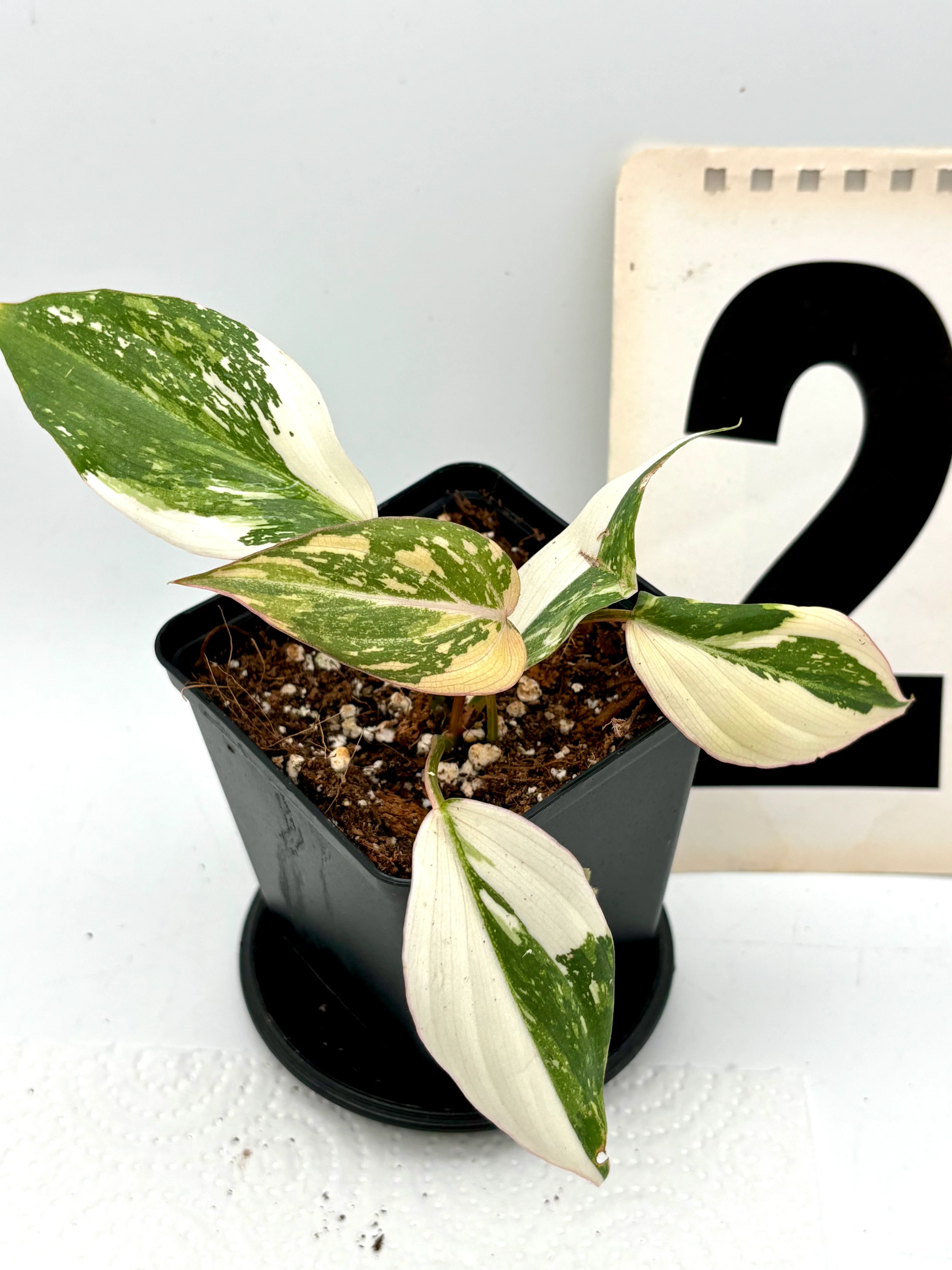 Philodendron Gloriosum Variegata Tricolor - Image 2