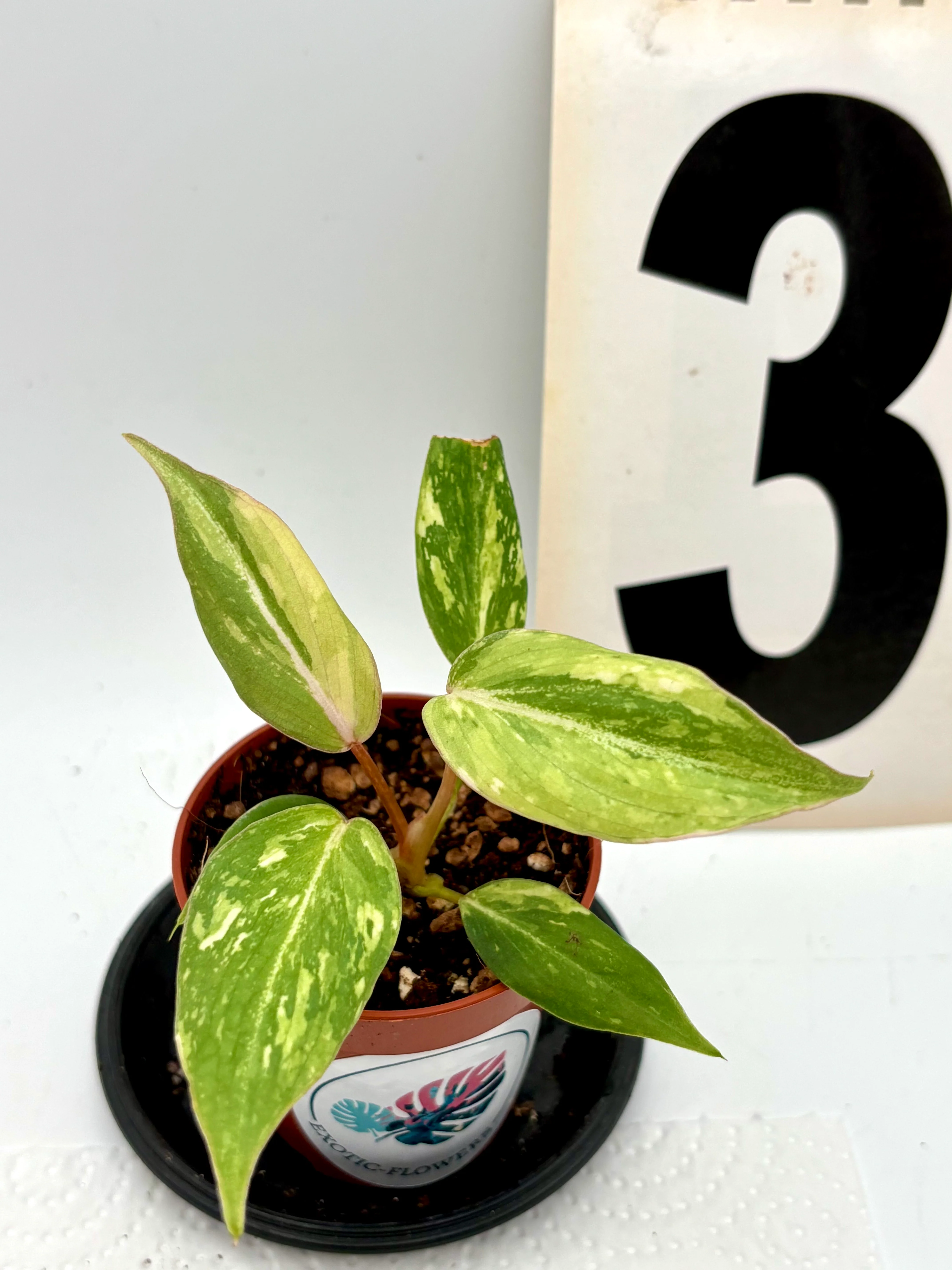 Philodendron Gloriosum Variegata Tricolor - Image 3