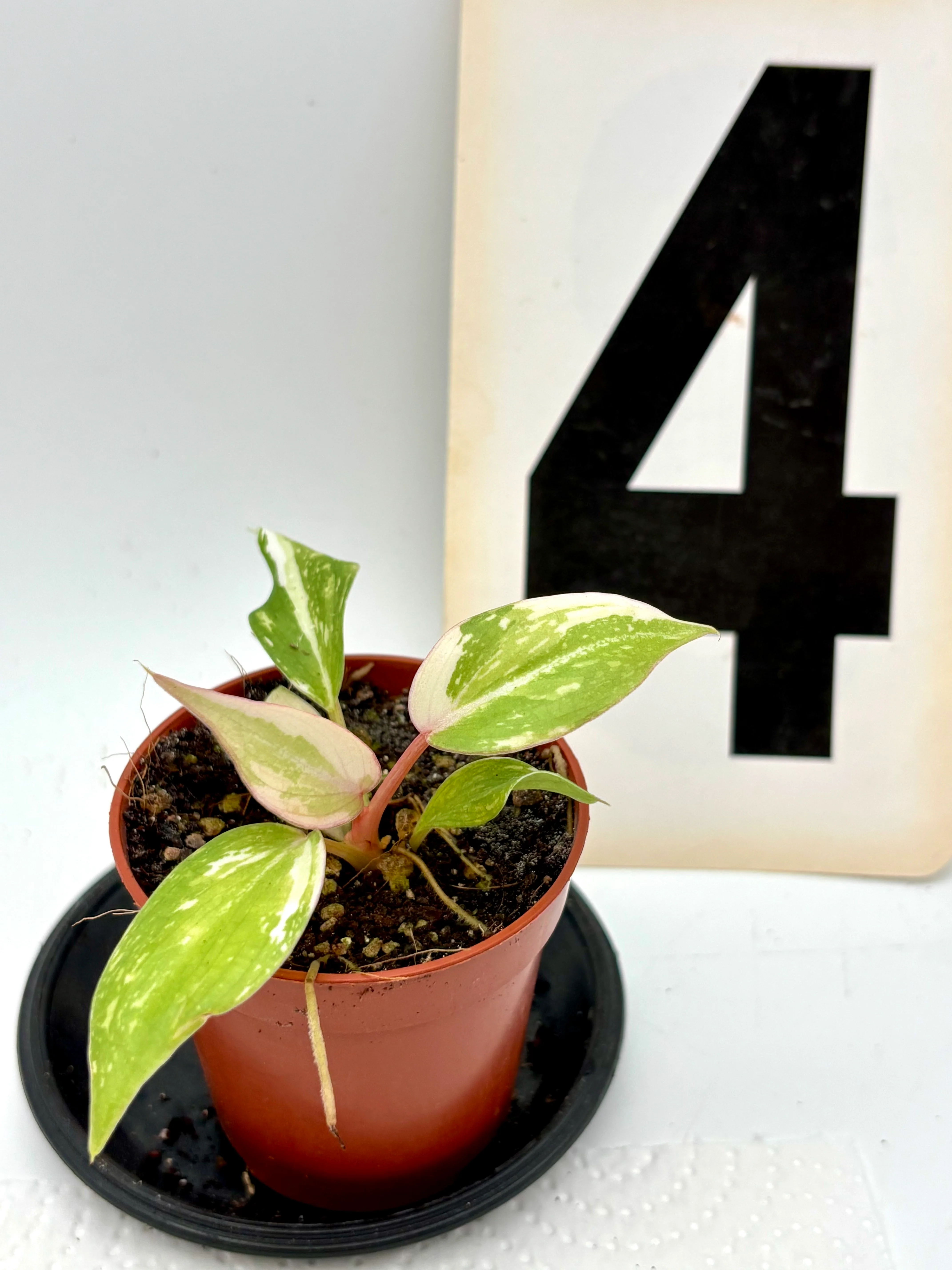 Philodendron Gloriosum Variegata Tricolor - Image 4