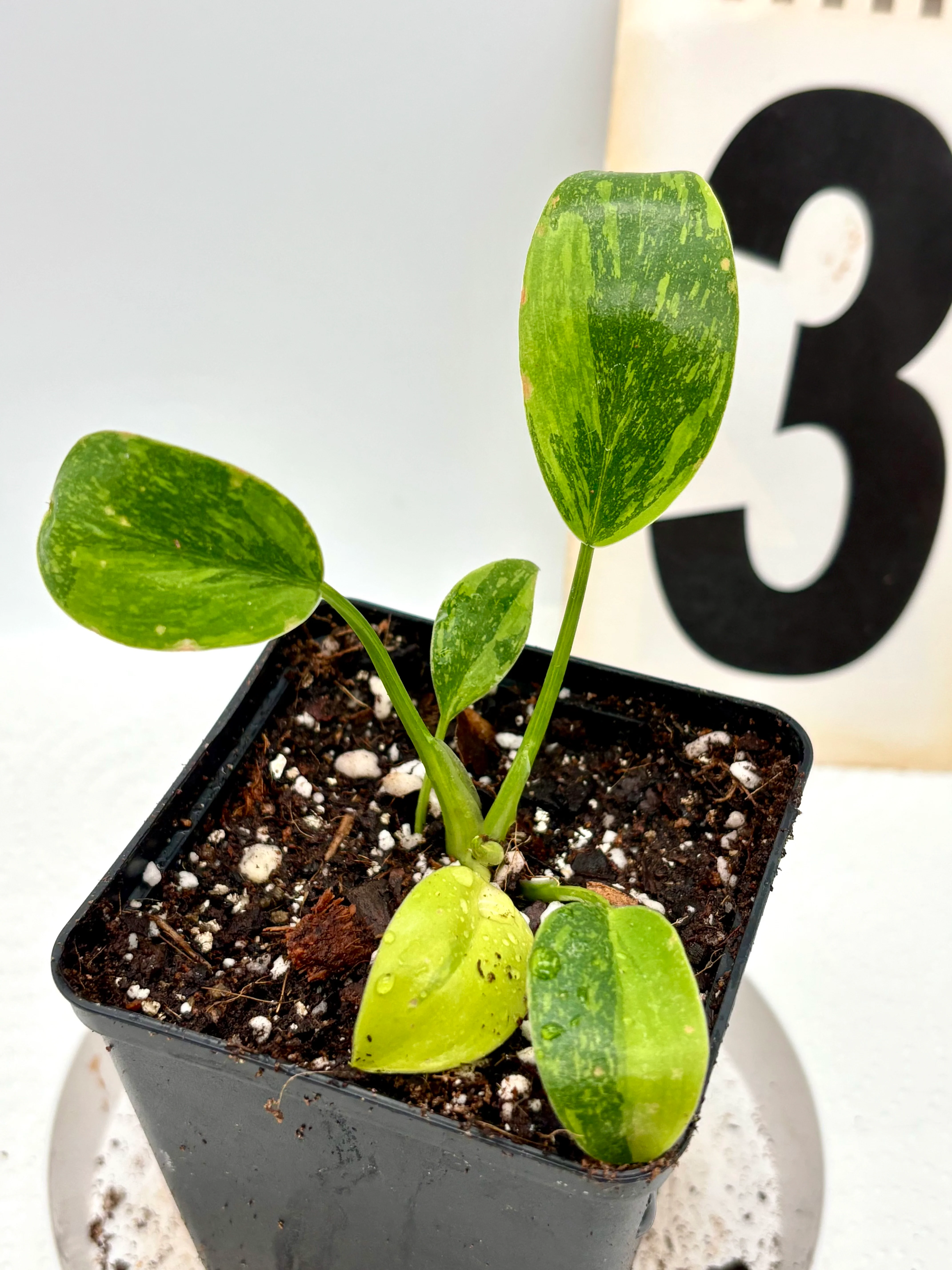 Philodendron Green Congo Variegata - Image 3
