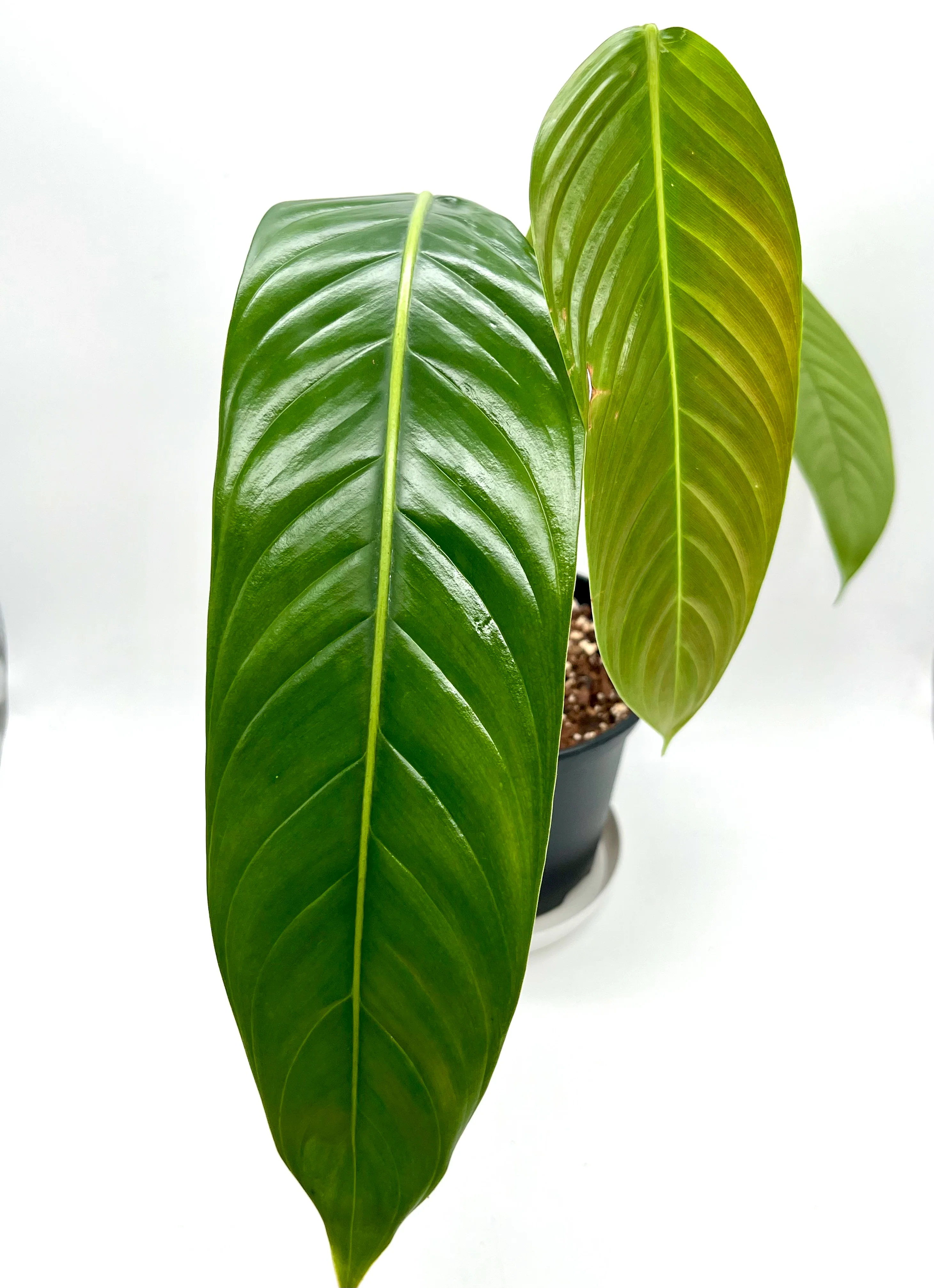 Philodendron Heterocraspedon
