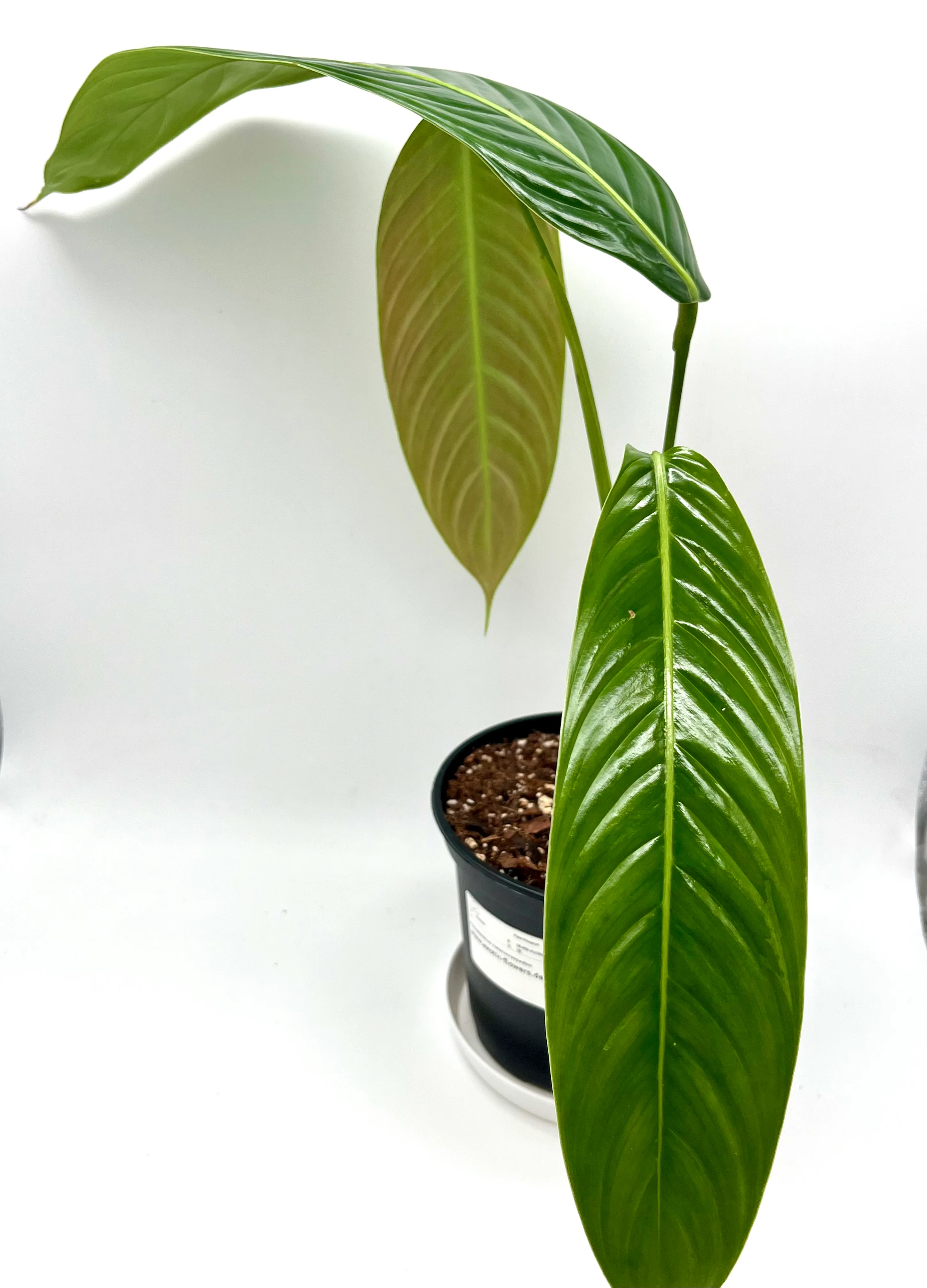 Philodendron Heterocraspedon - Image 2