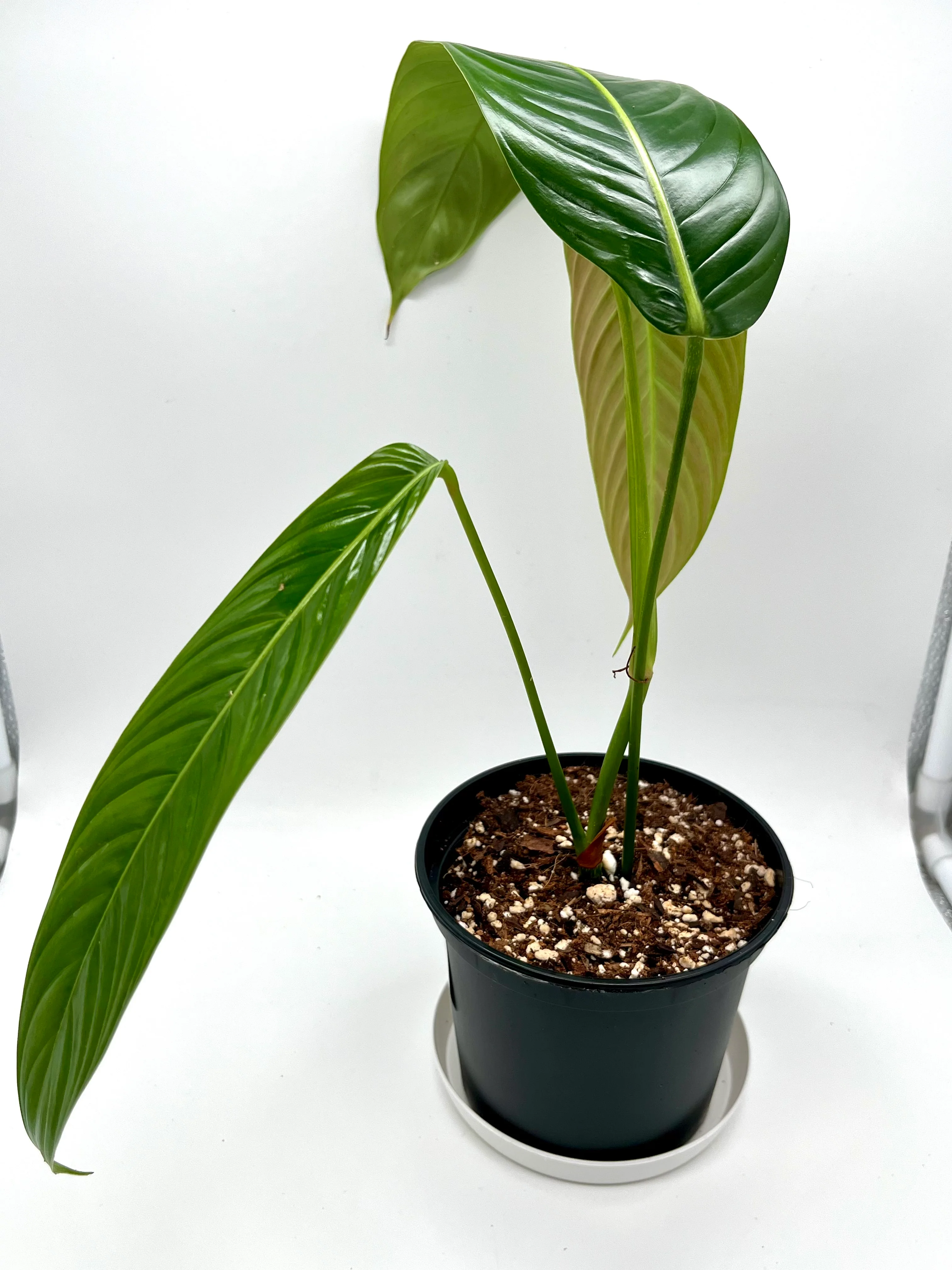 Philodendron Heterocraspedon - Image 3