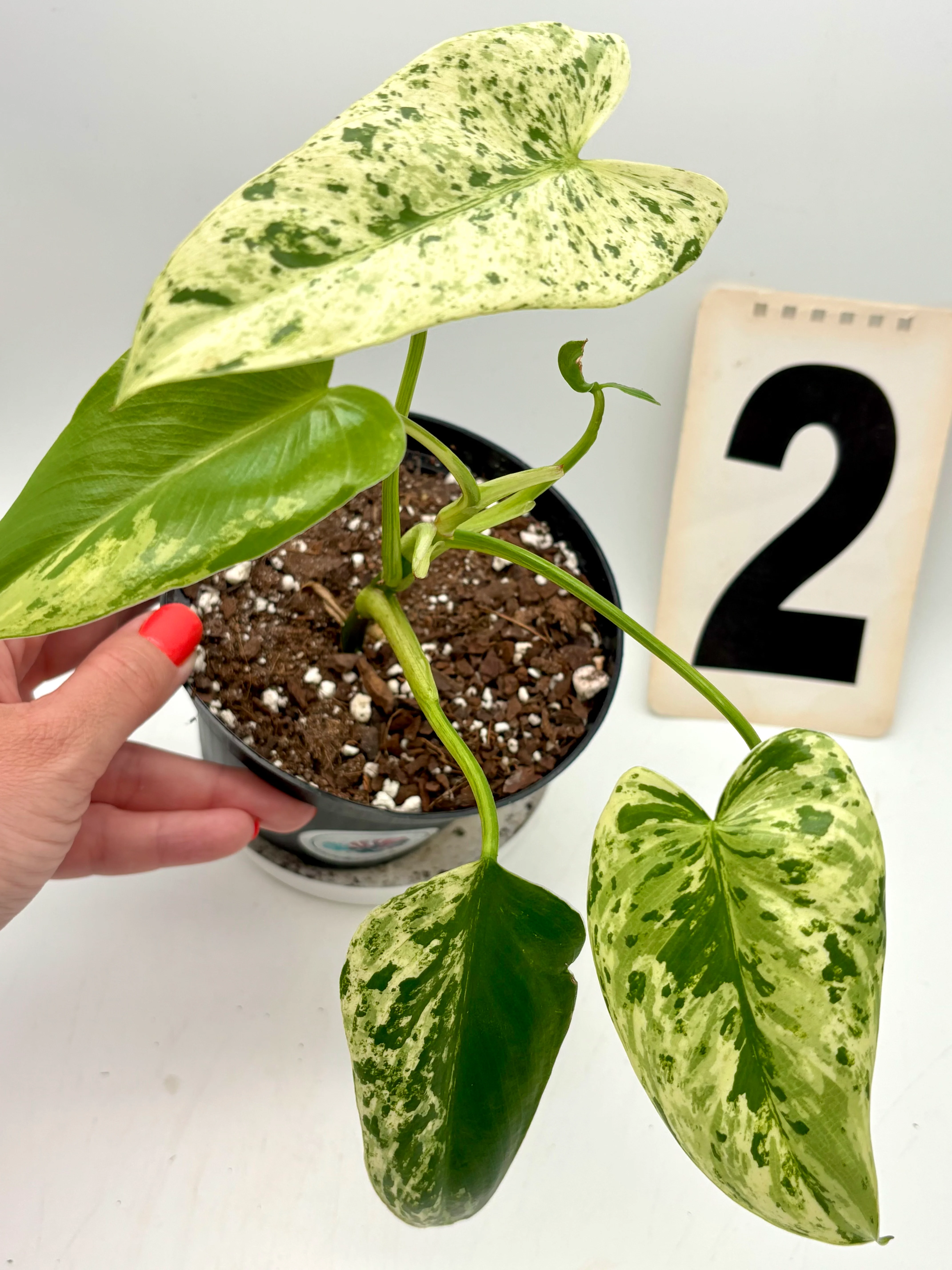 Philodendron Ilsemanii