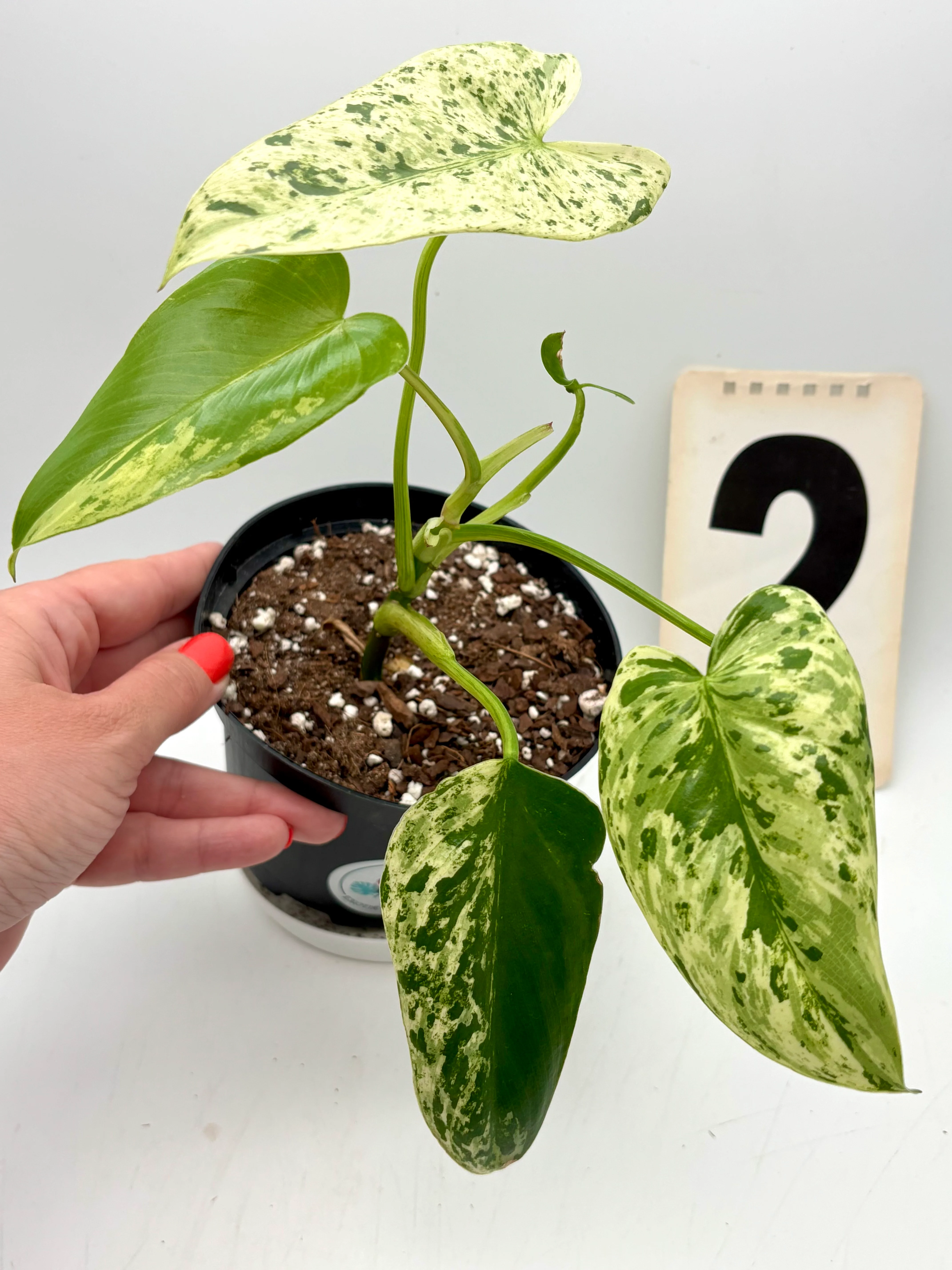 Philodendron Ilsemanii - Image 2