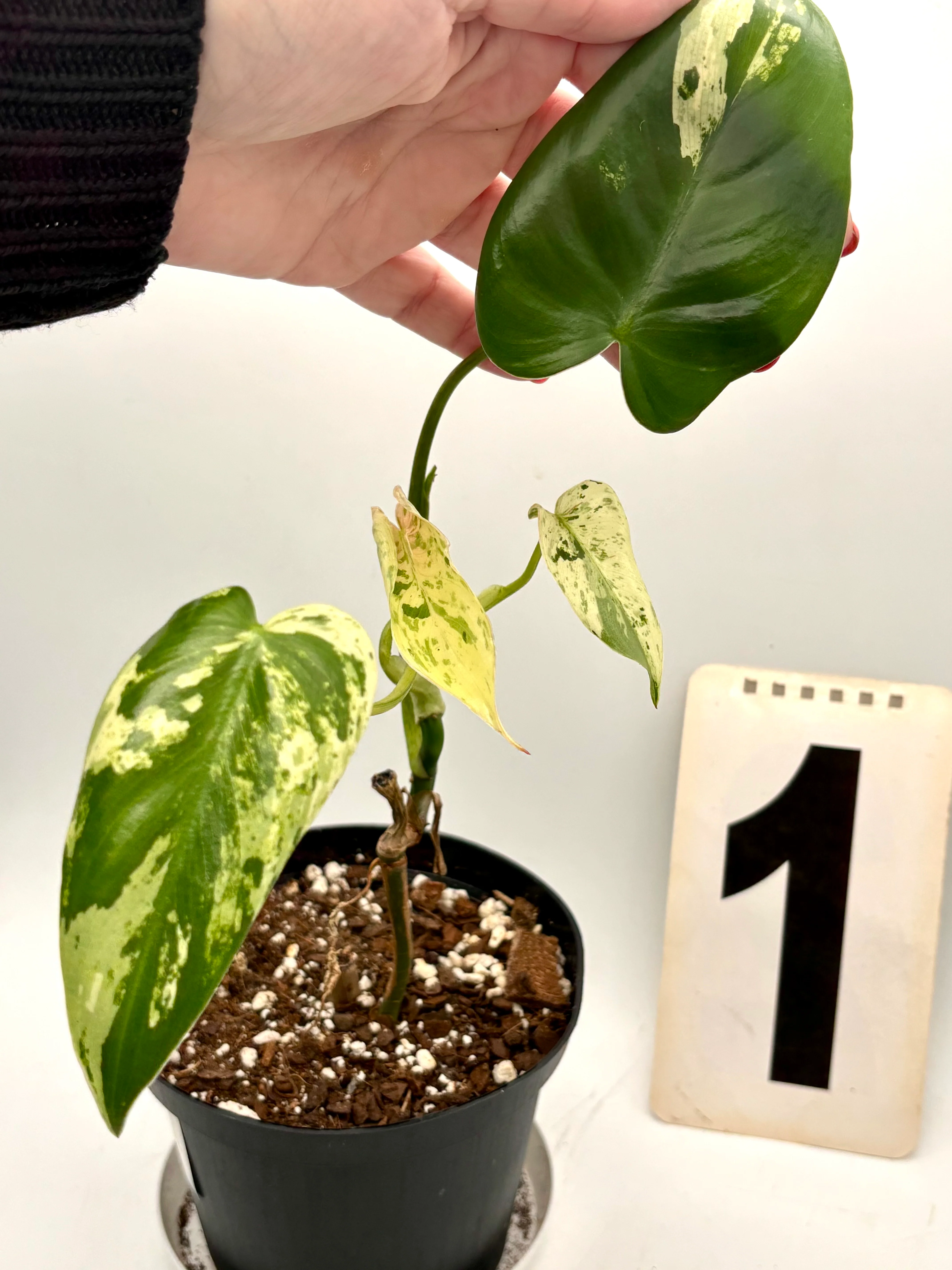Philodendron Ilsemanii - Image 3