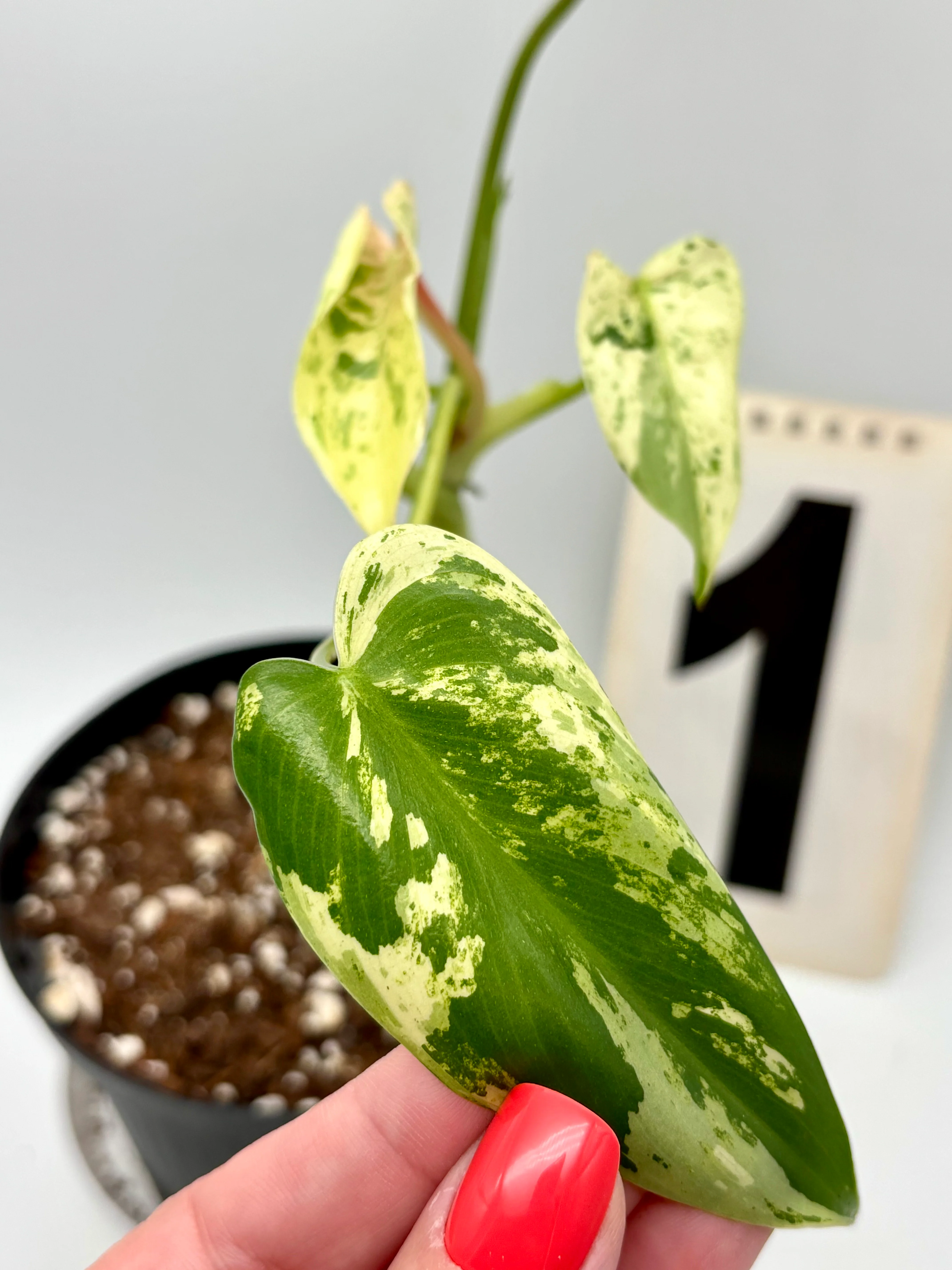 Philodendron Ilsemanii - Image 4
