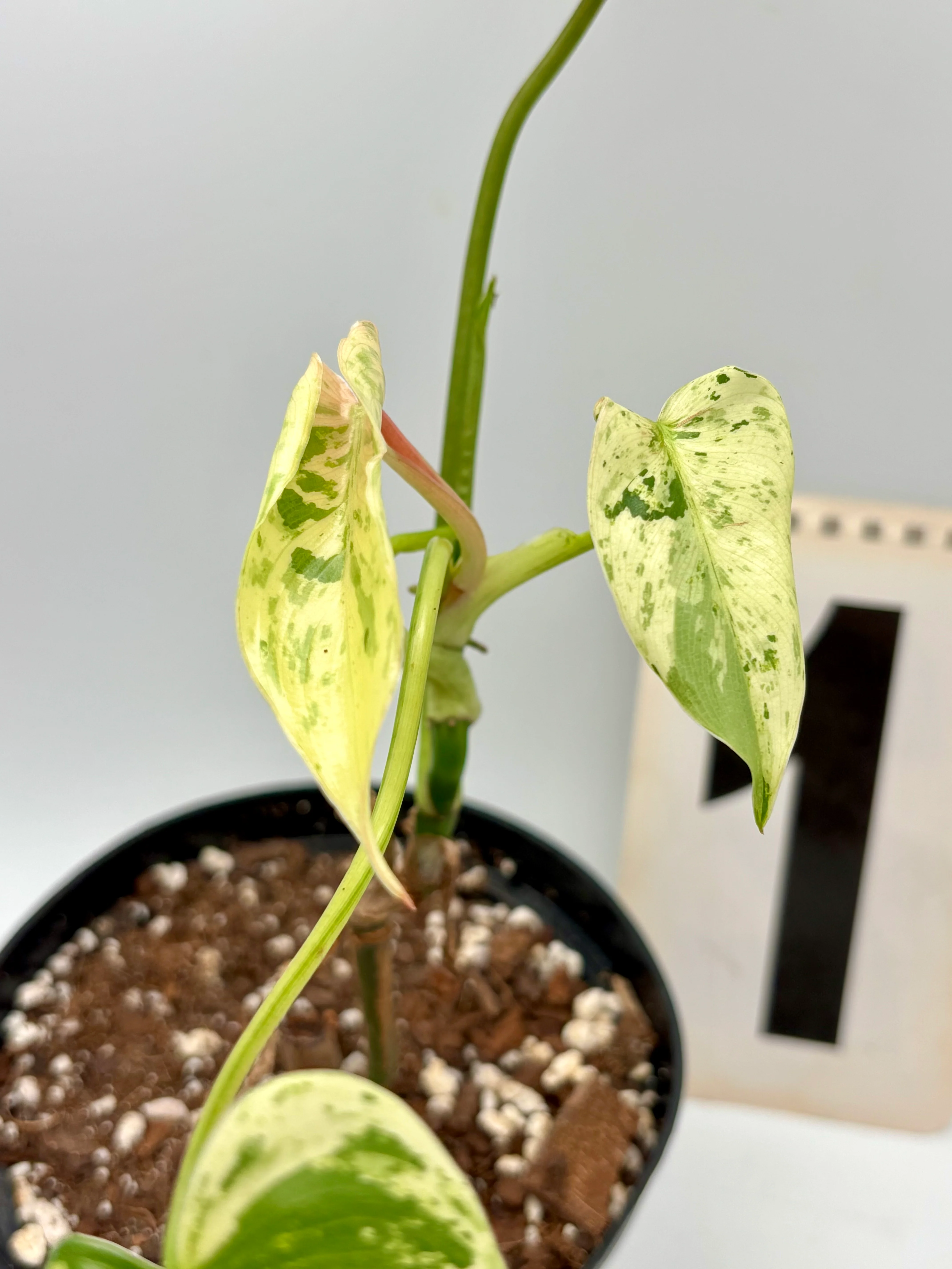 Philodendron Ilsemanii - Image 5