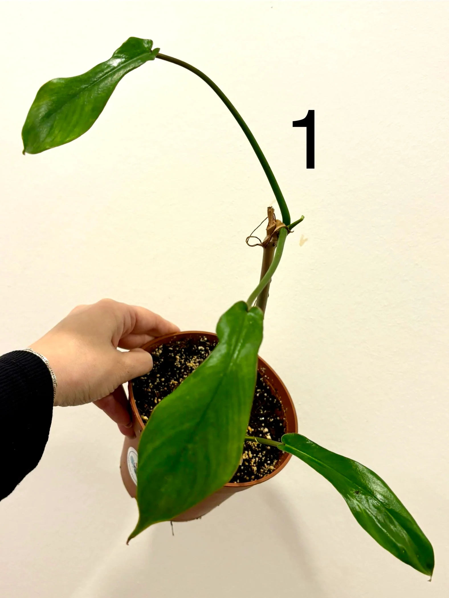 Philodendron Joepii
