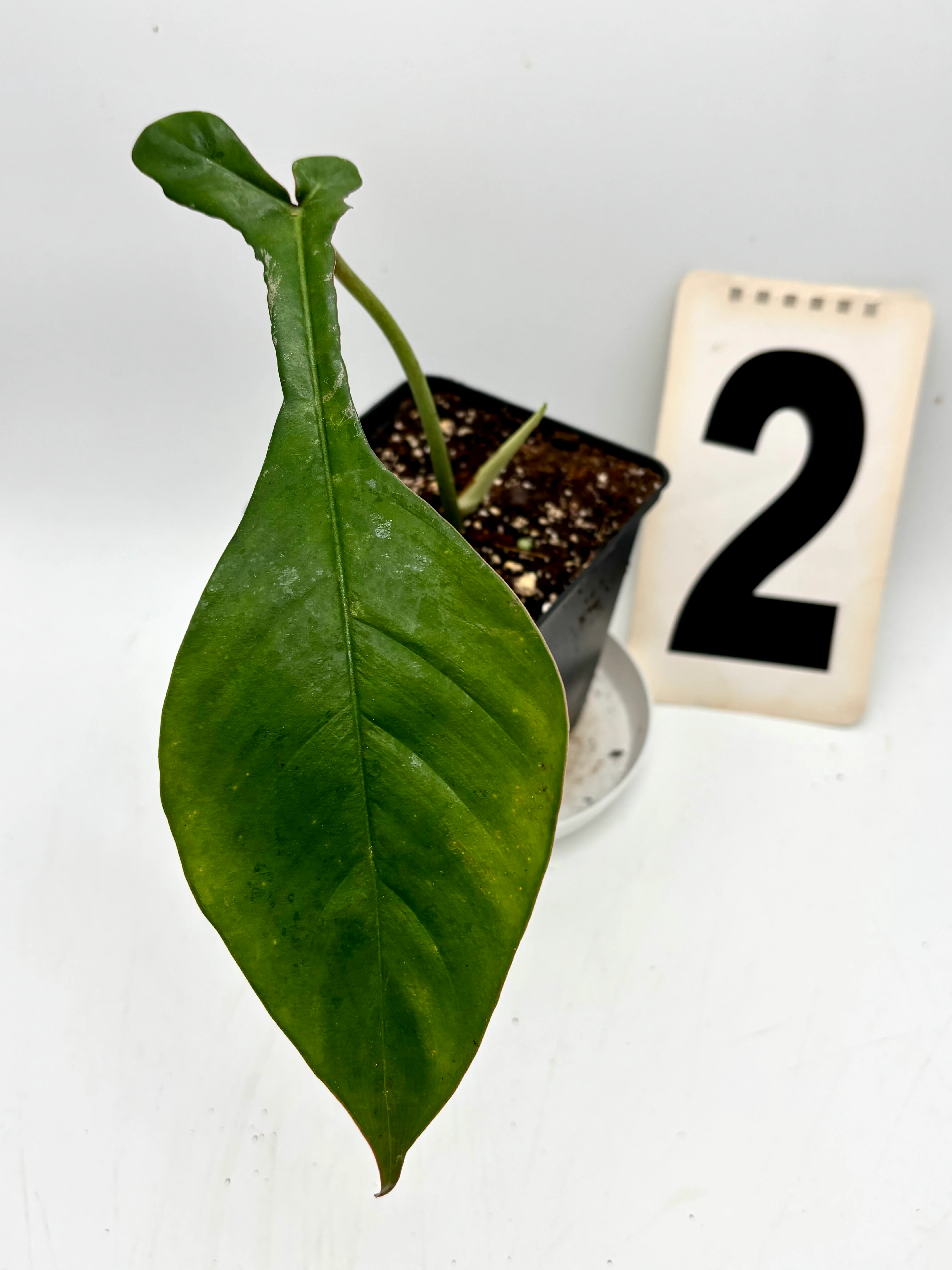 Philodendron Joepii - Image 2