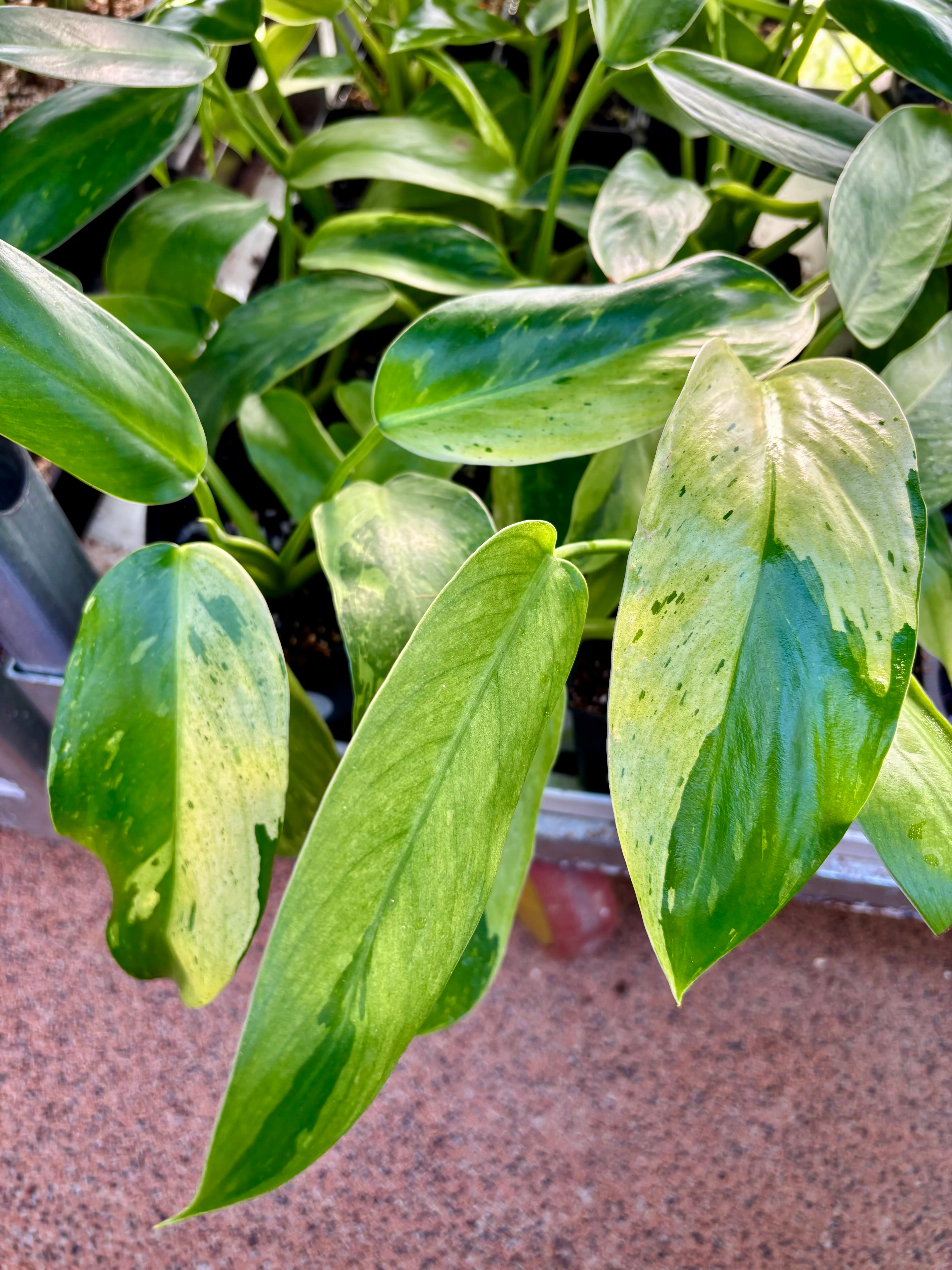Philodendron Jose Buono