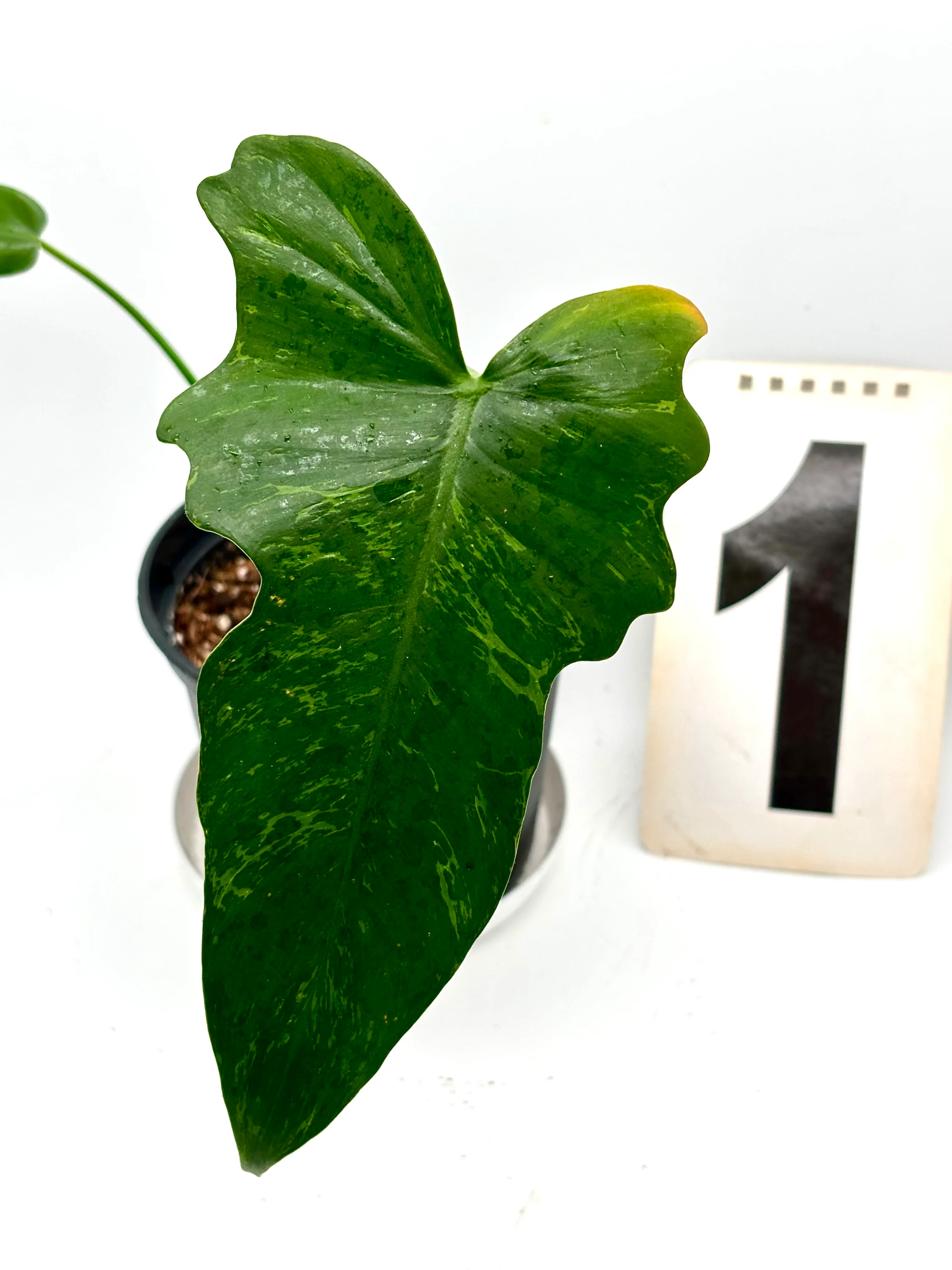 Philodendron Golden Dragon Lime Fiddle