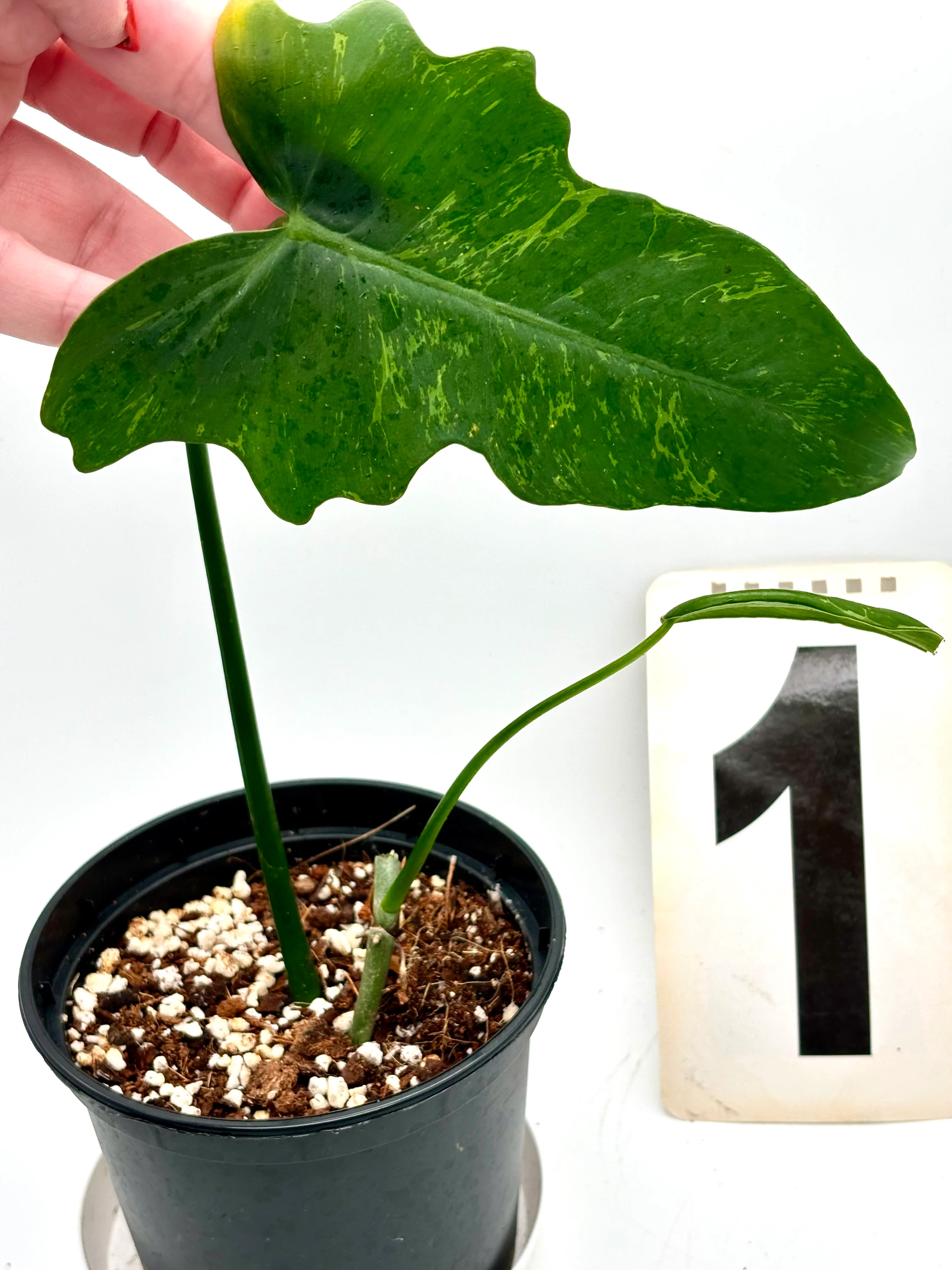 Philodendron Golden Dragon Lime Fiddle - Image 2