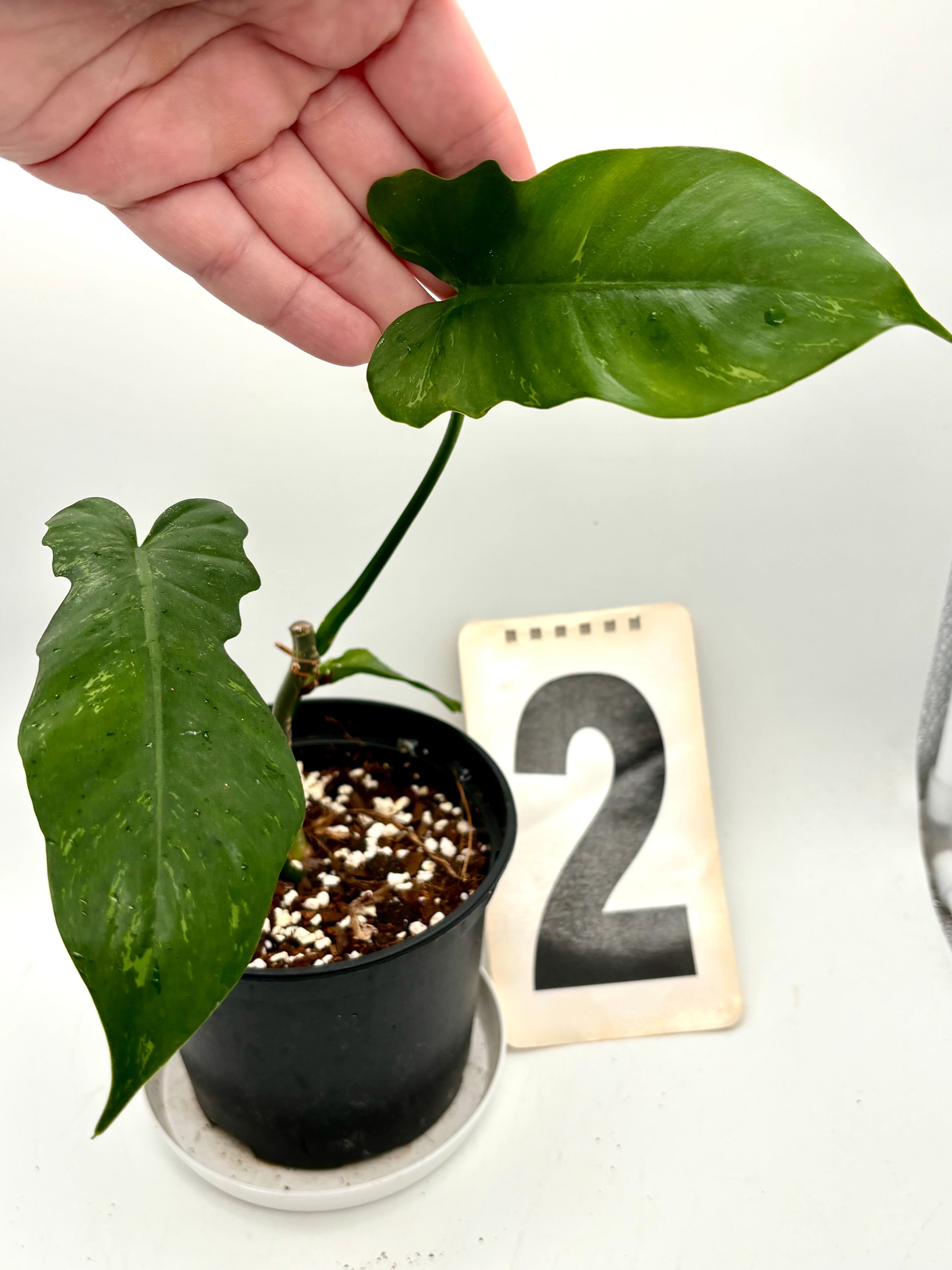 Philodendron Golden Dragon Lime Fiddle - Image 3
