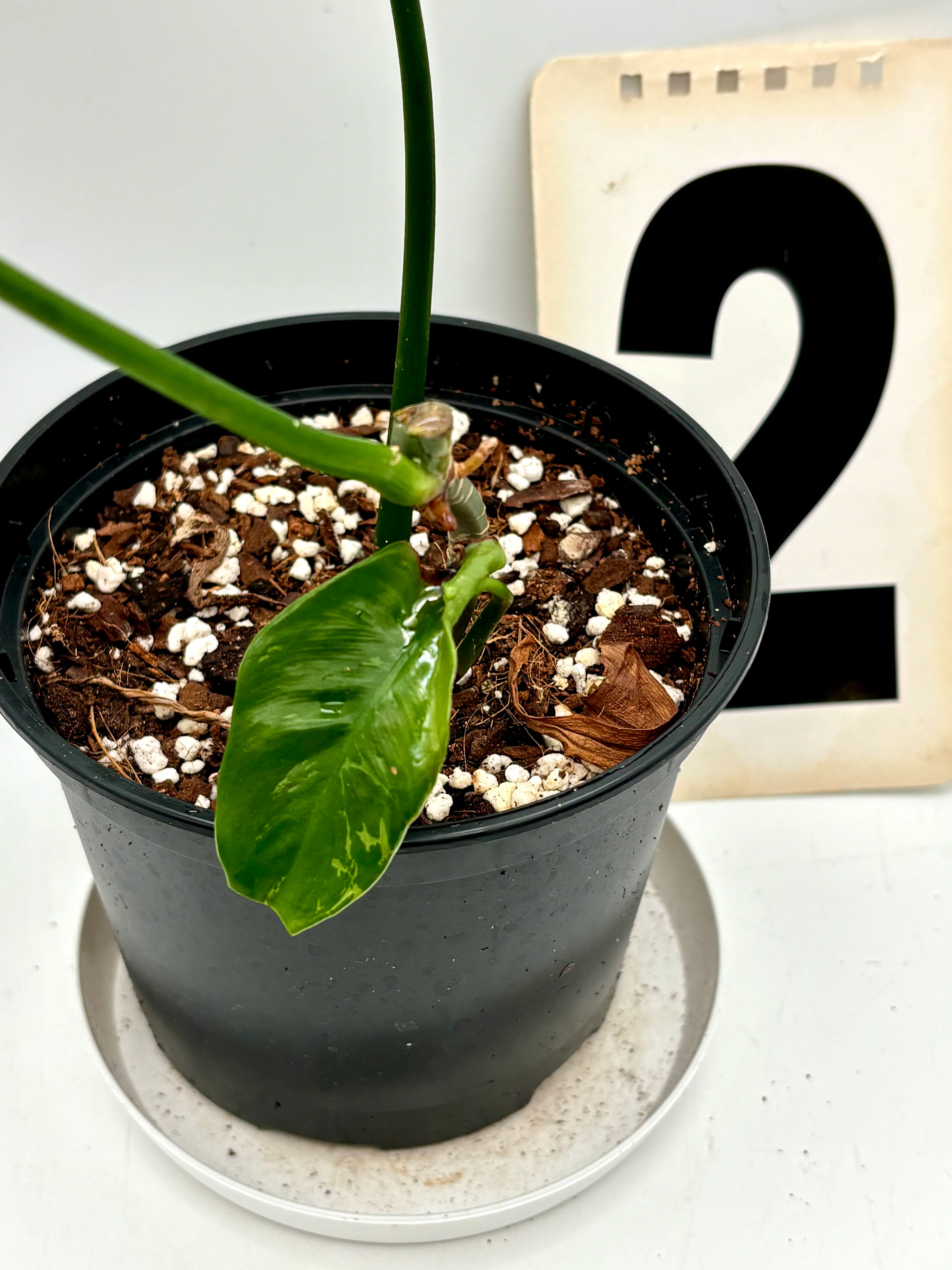 Philodendron Golden Dragon Lime Fiddle - Image 4