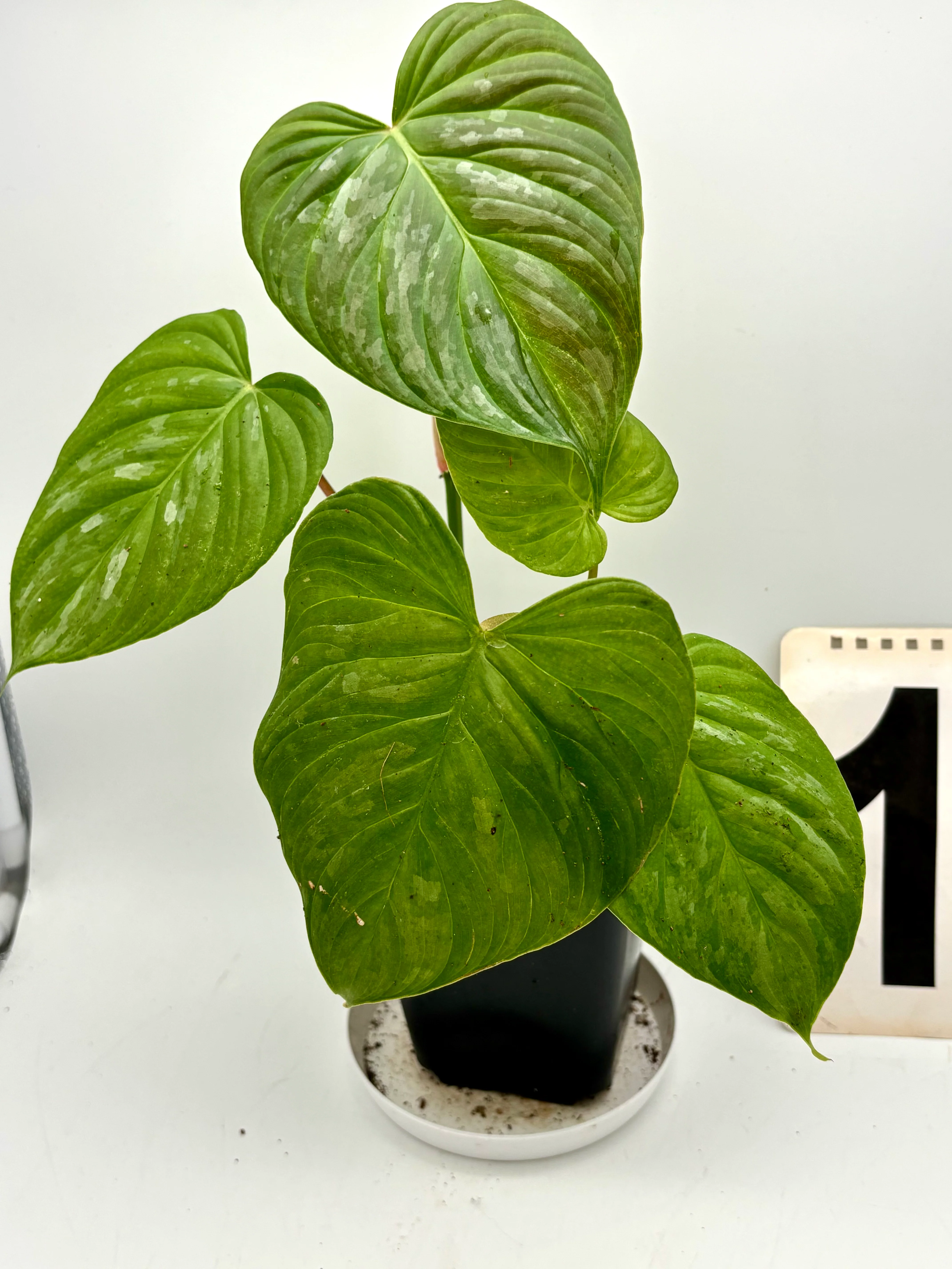 Philodendron Majestic