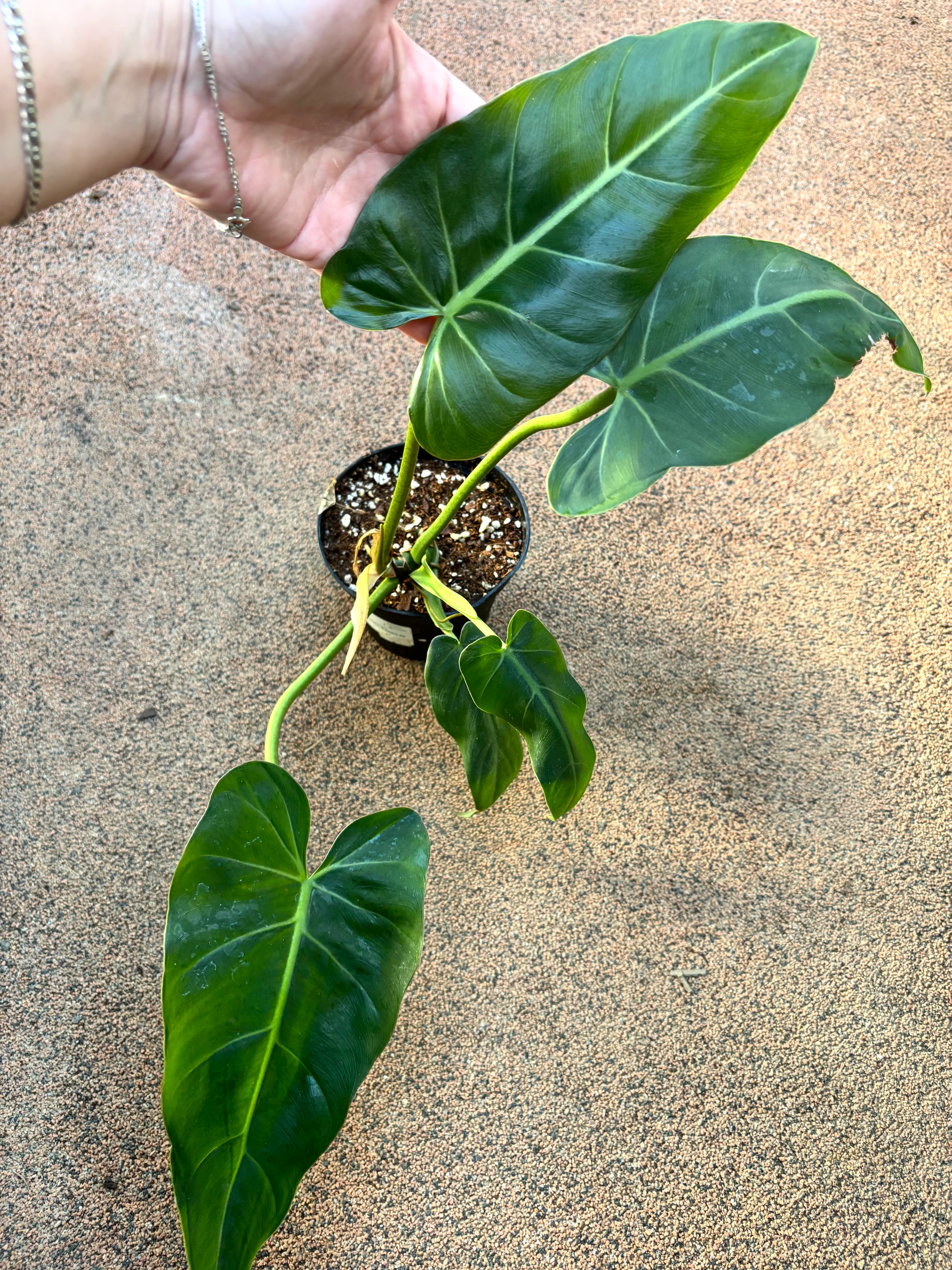 Philodendron Maximum