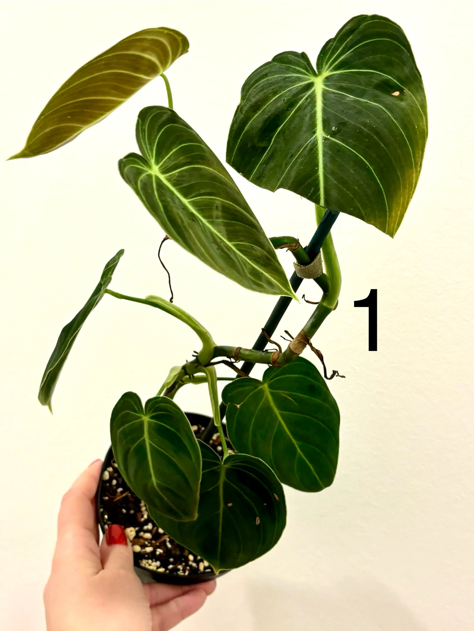Philodendron Melanochrysum