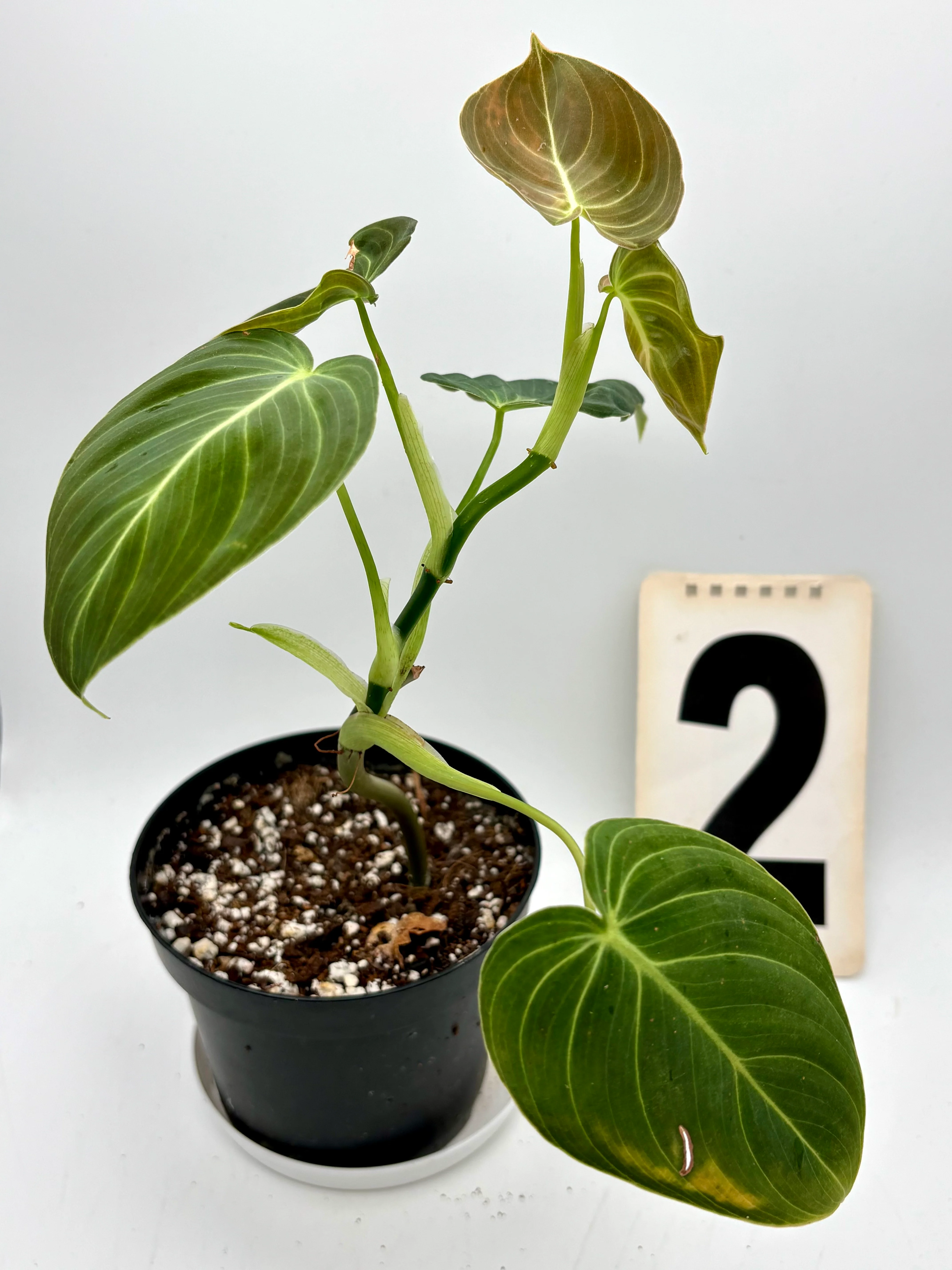 Philodendron Melanochrysum - Image 2