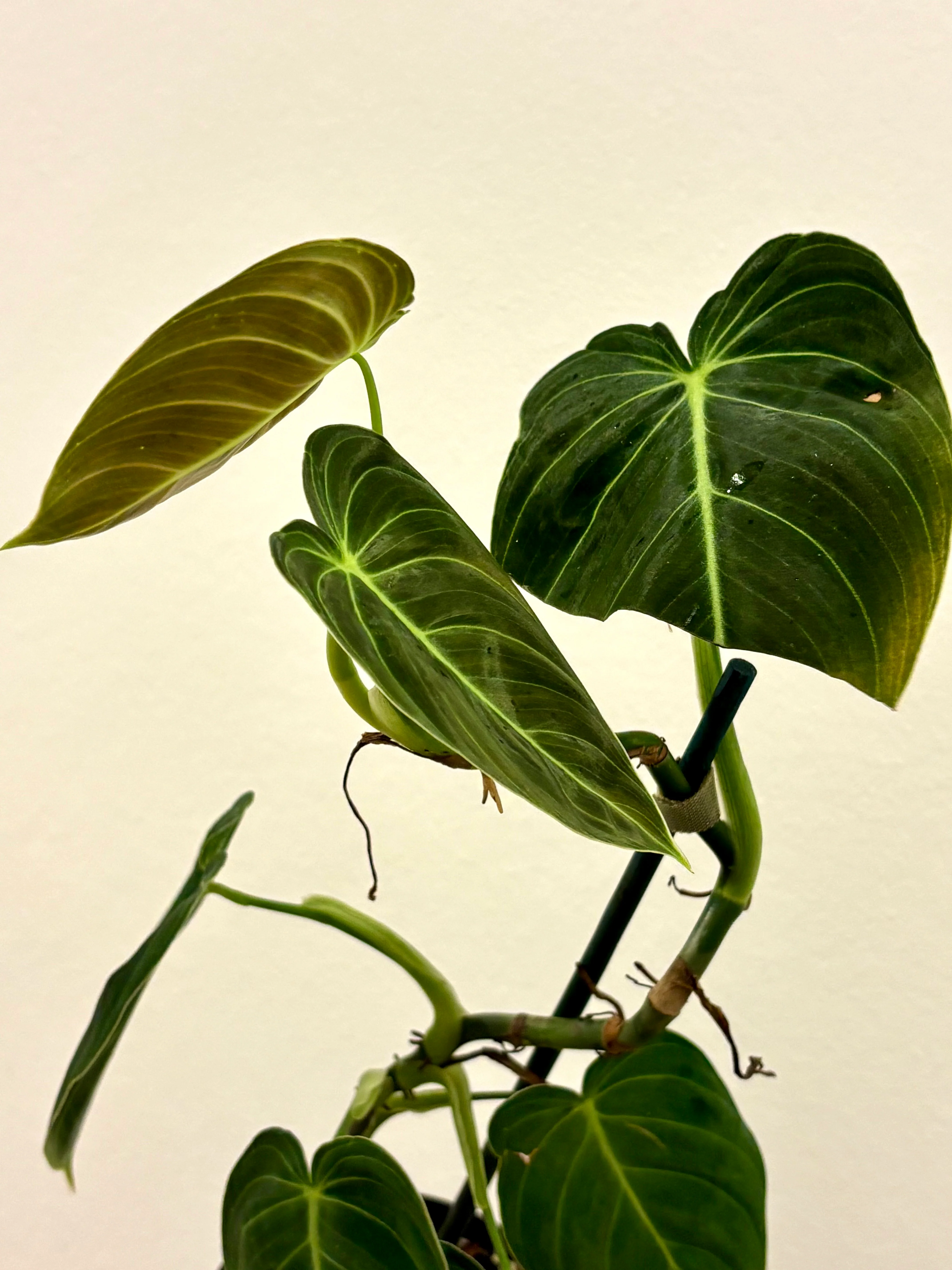 Philodendron Melanochrysum - Image 3