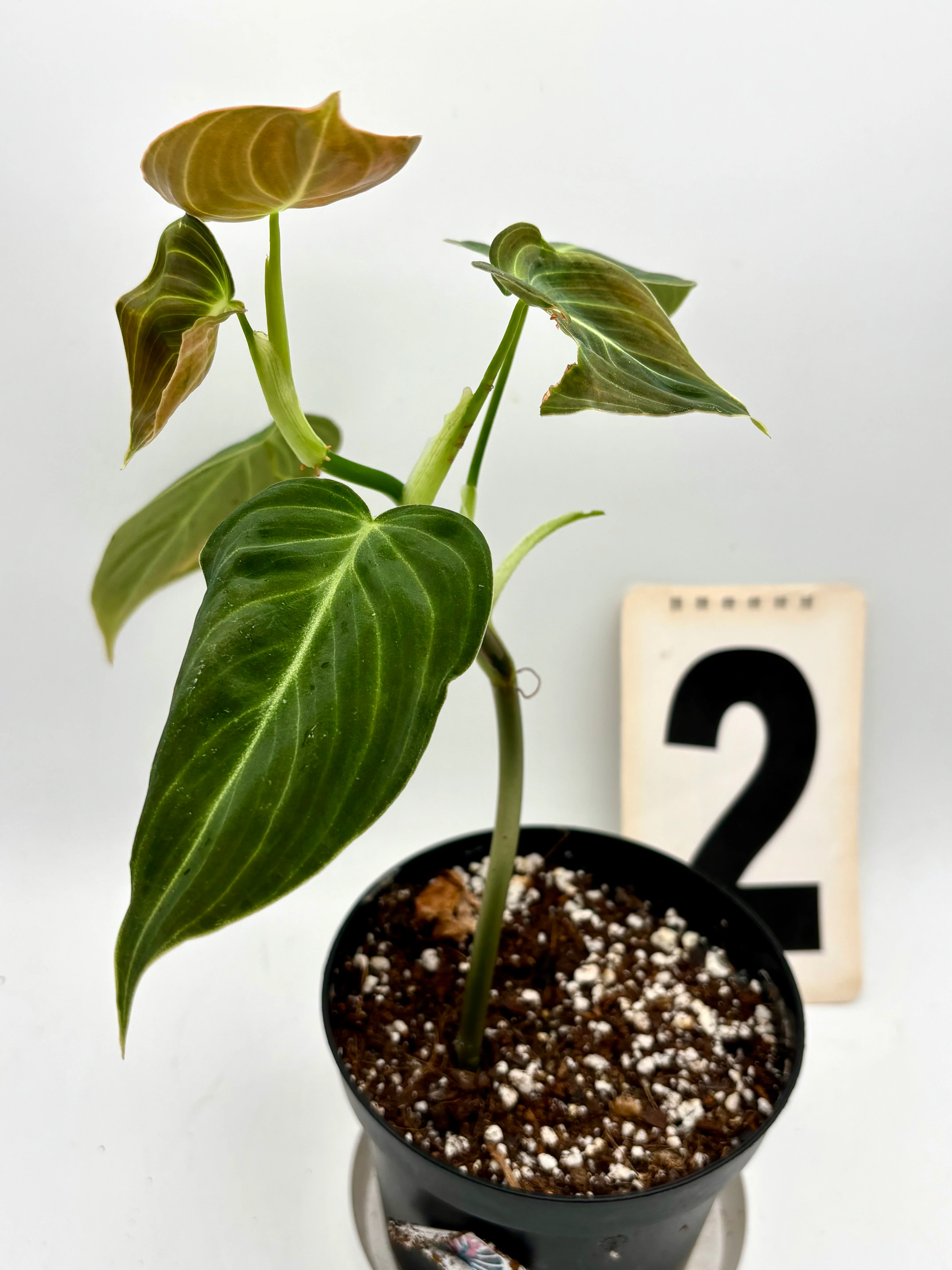 Philodendron Melanochrysum - Image 4