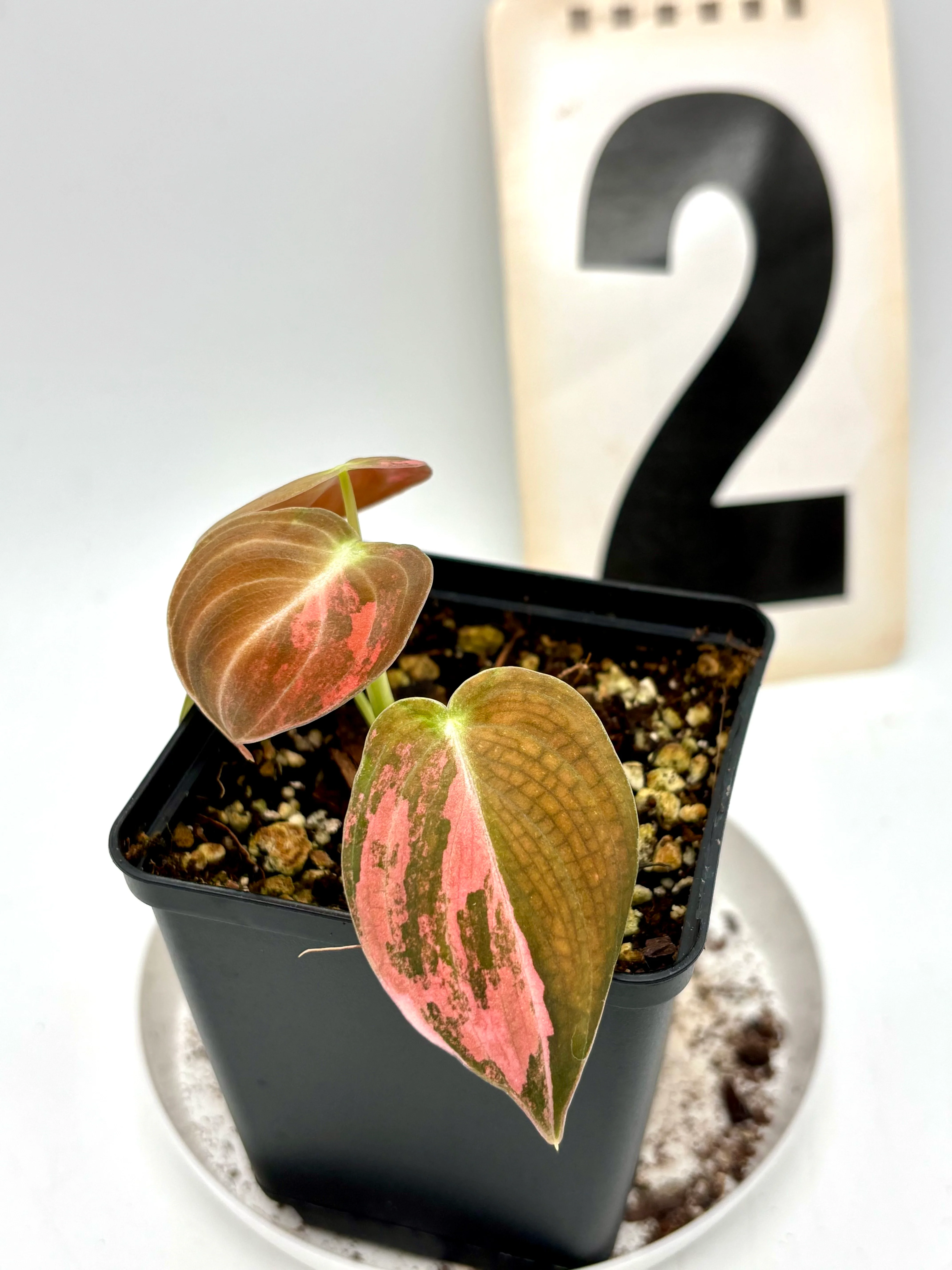 Philodendron Melanochrysum Pink Variegata - Image 2