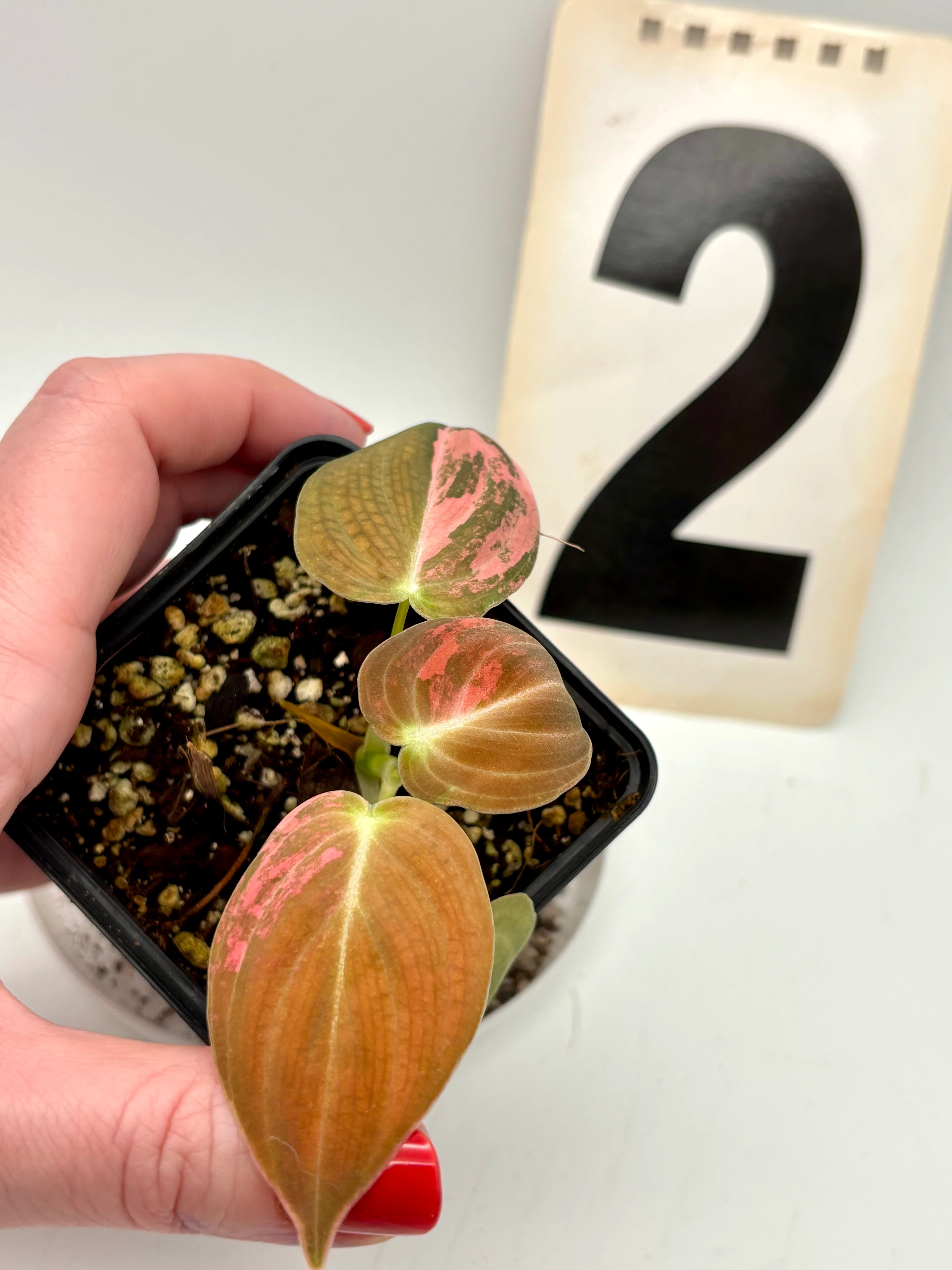 Philodendron Melanochrysum Pink Variegata - Image 3