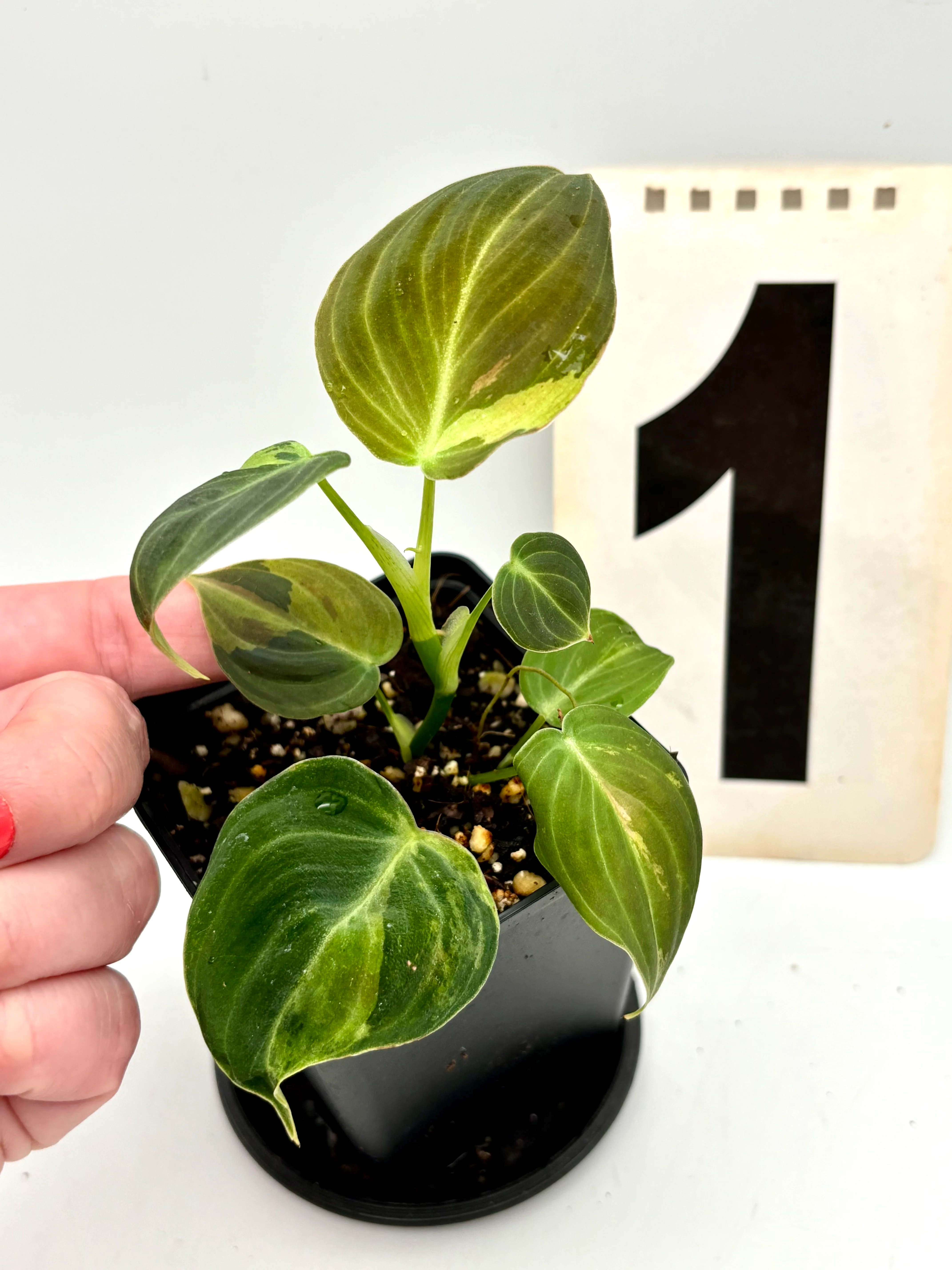 Philodendron Melanochrysum Variegata