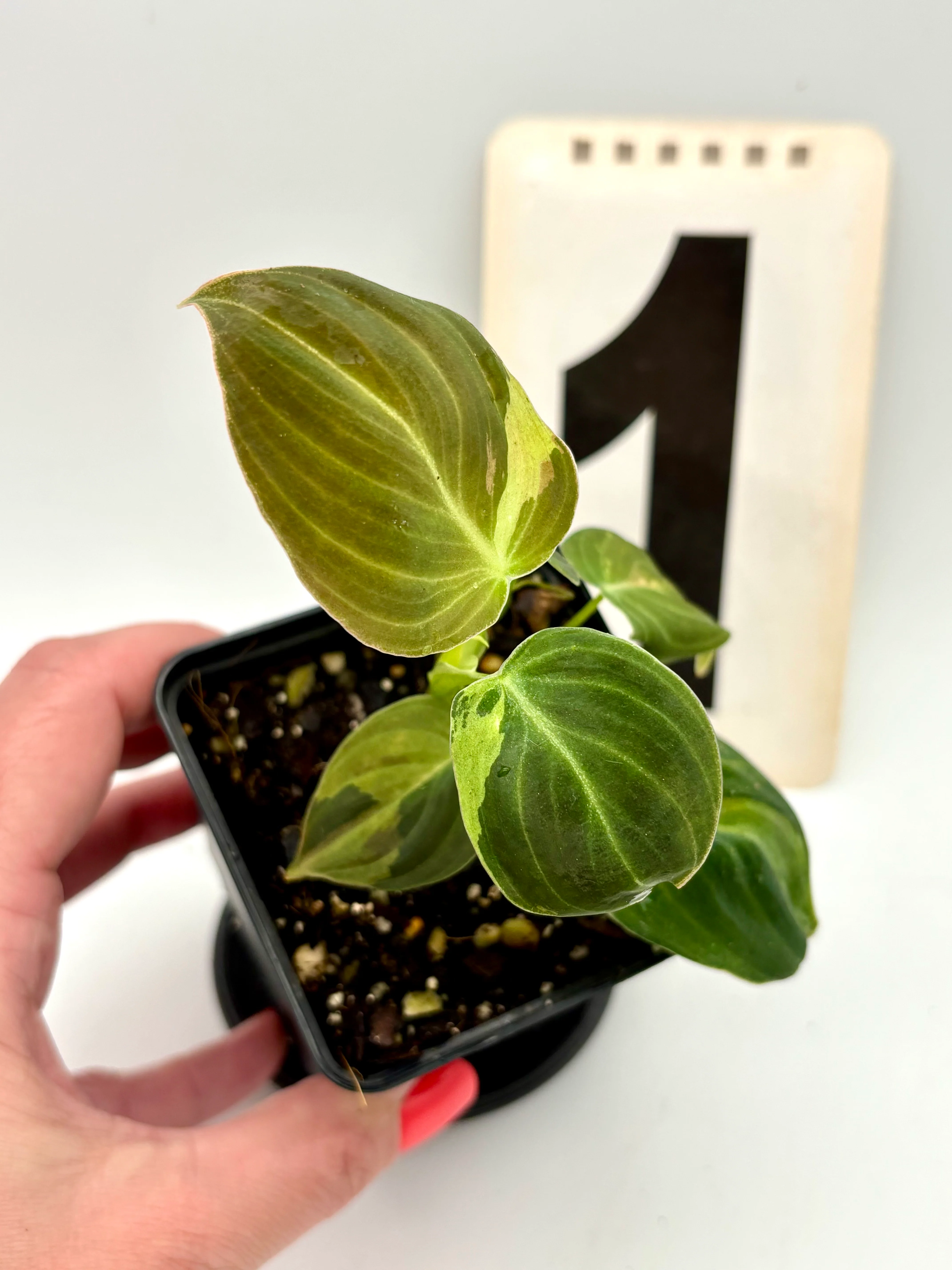 Philodendron Melanochrysum Variegata - Image 2