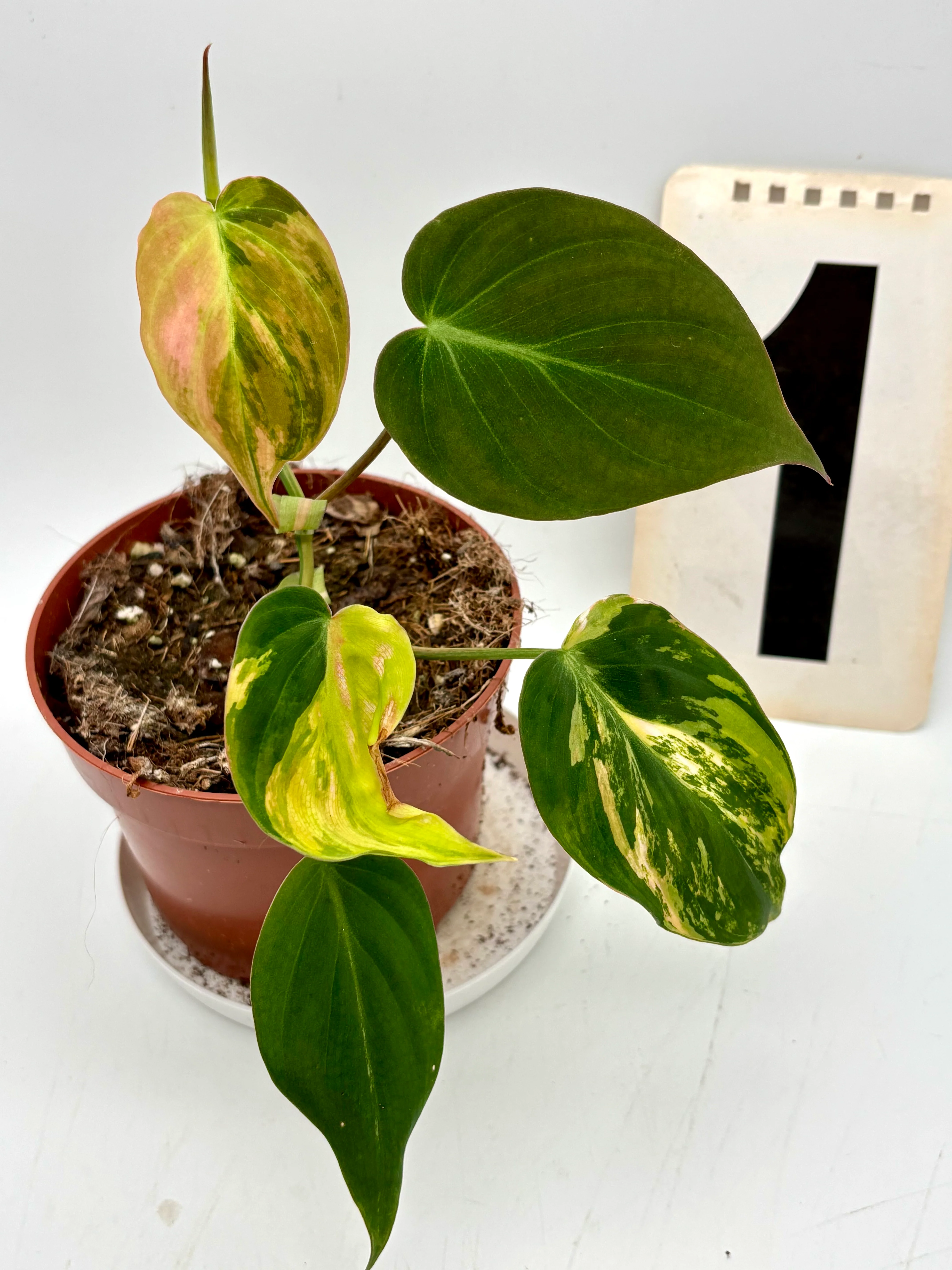 Philodendron Micans Variegata - Image 3