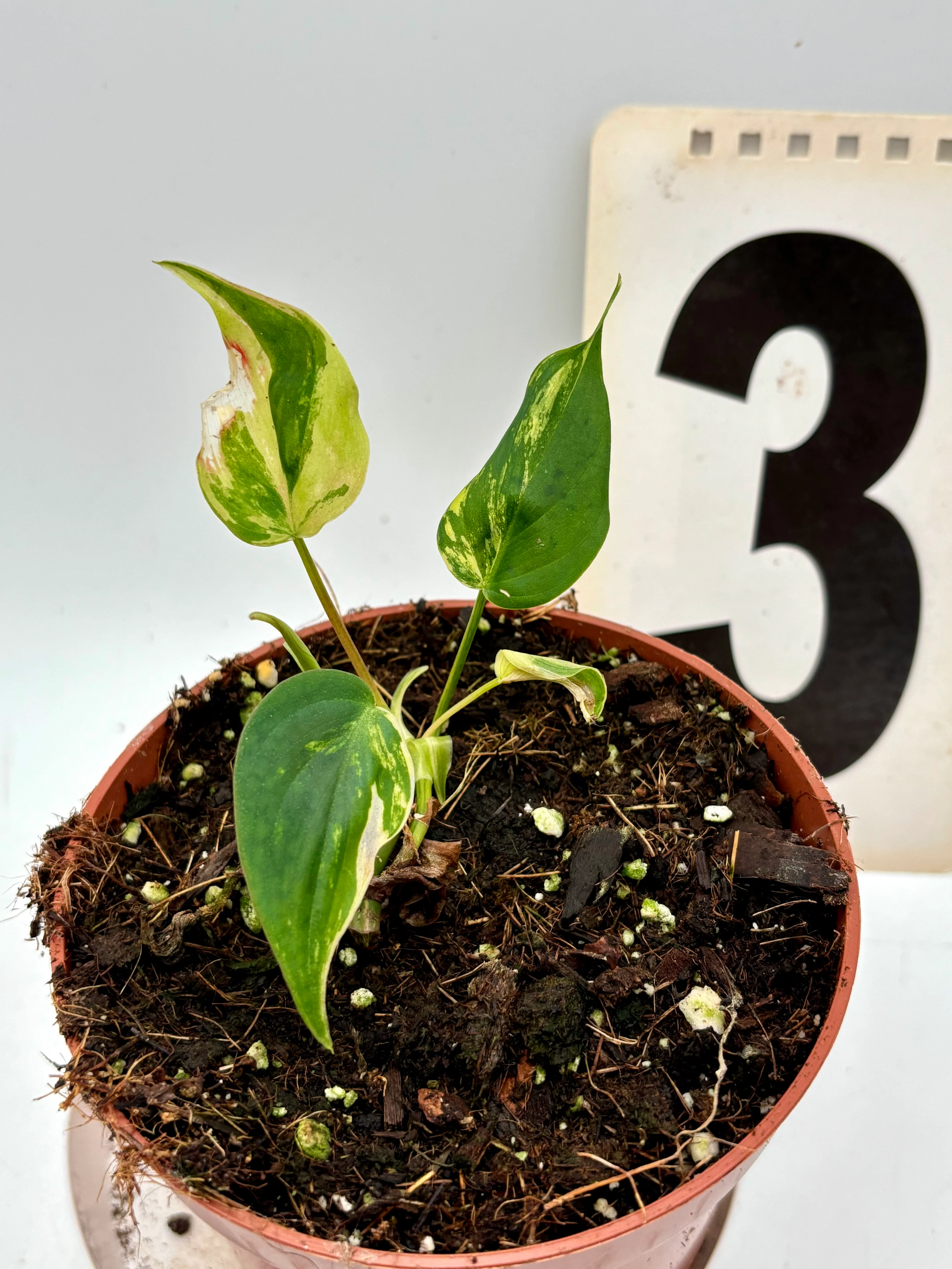 Philodendron Micans Variegata - Image 4