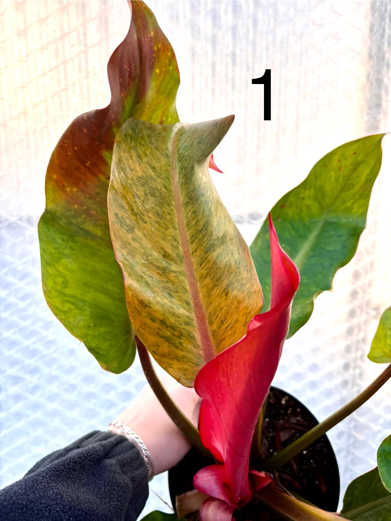 Philodendron Orange Marmalade