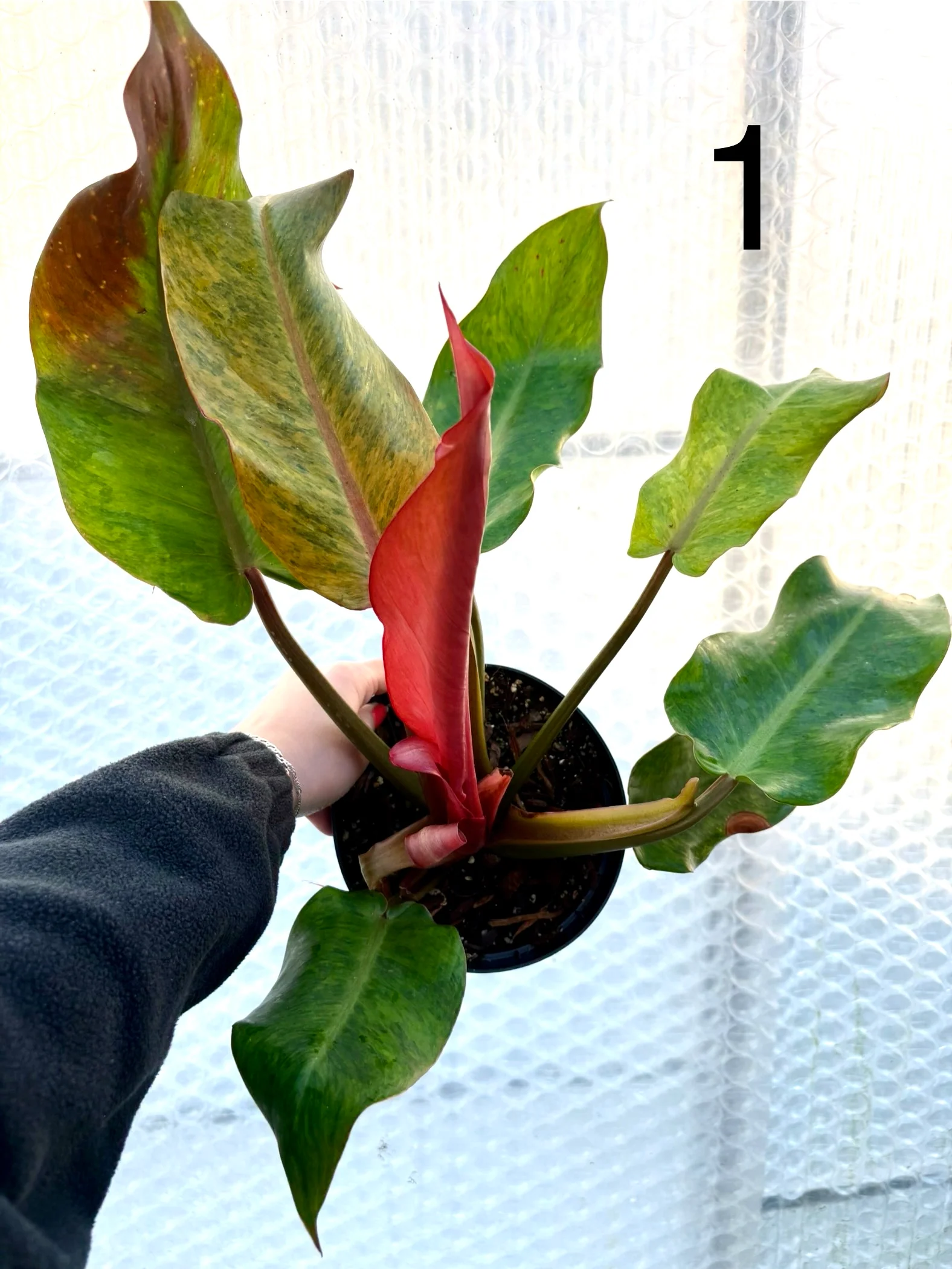 Philodendron Orange Marmalade - Image 2