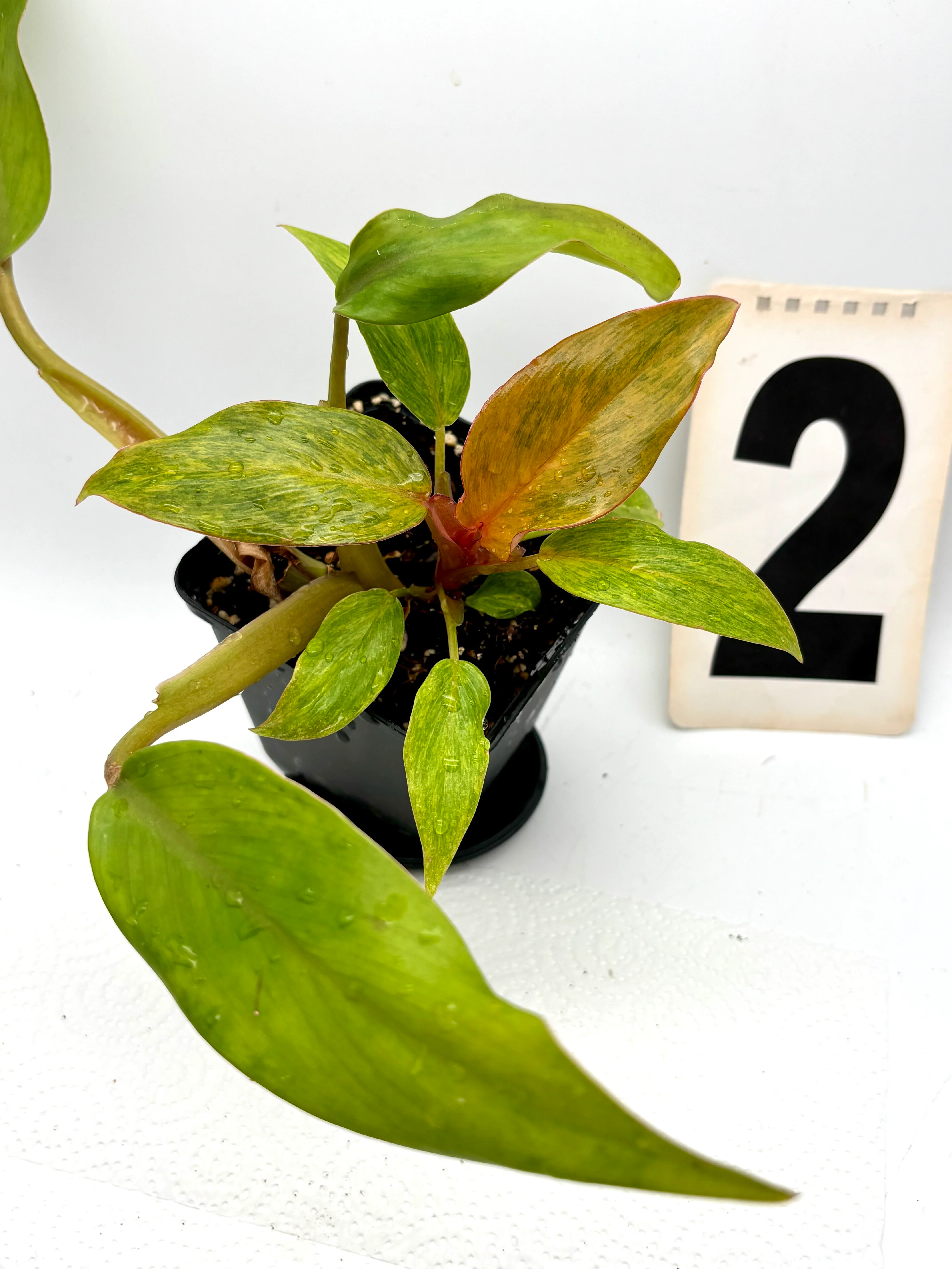 Philodendron Orange Marmalade - Image 3