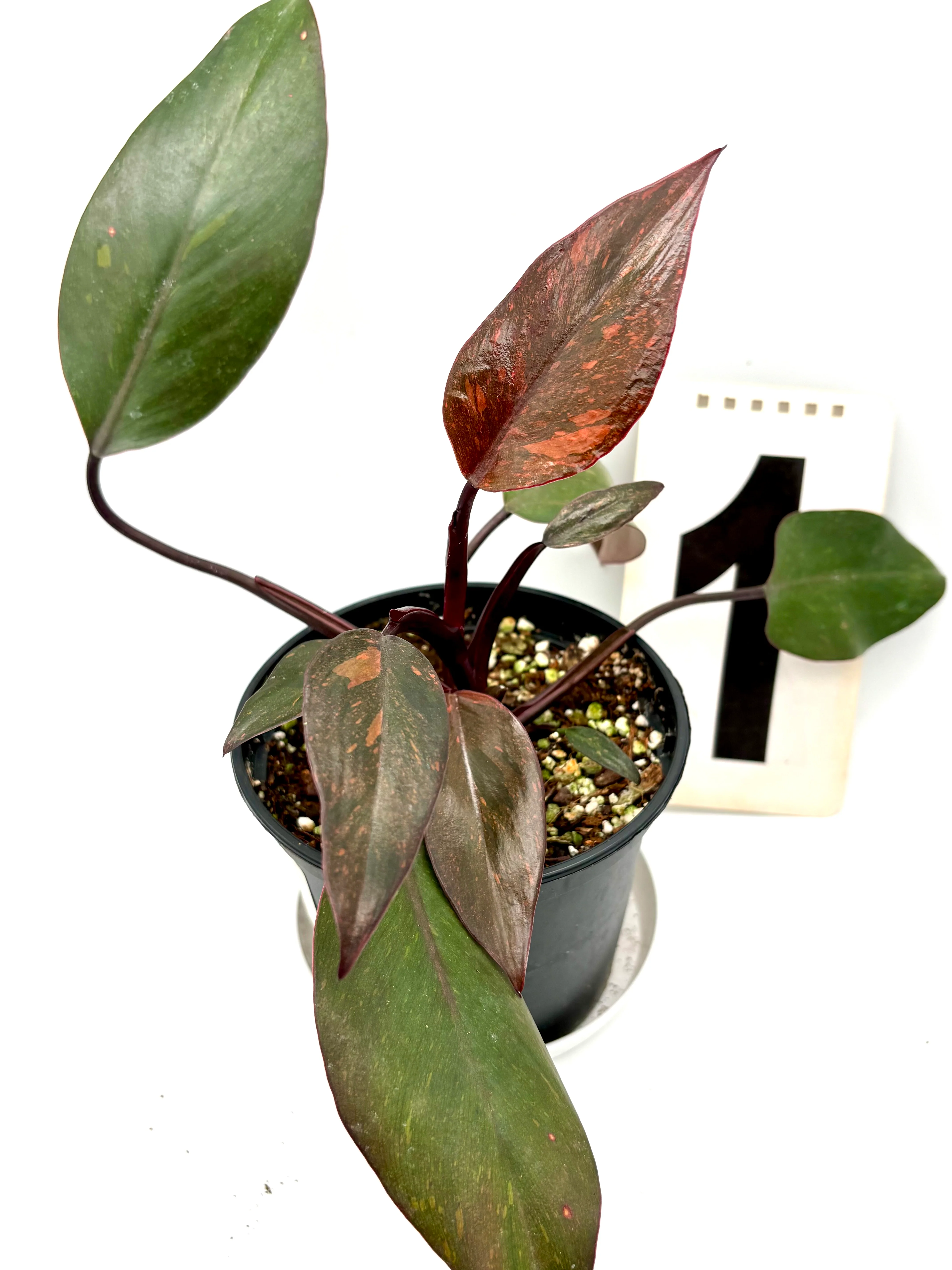 Philodendron Orange Princess - Image 3