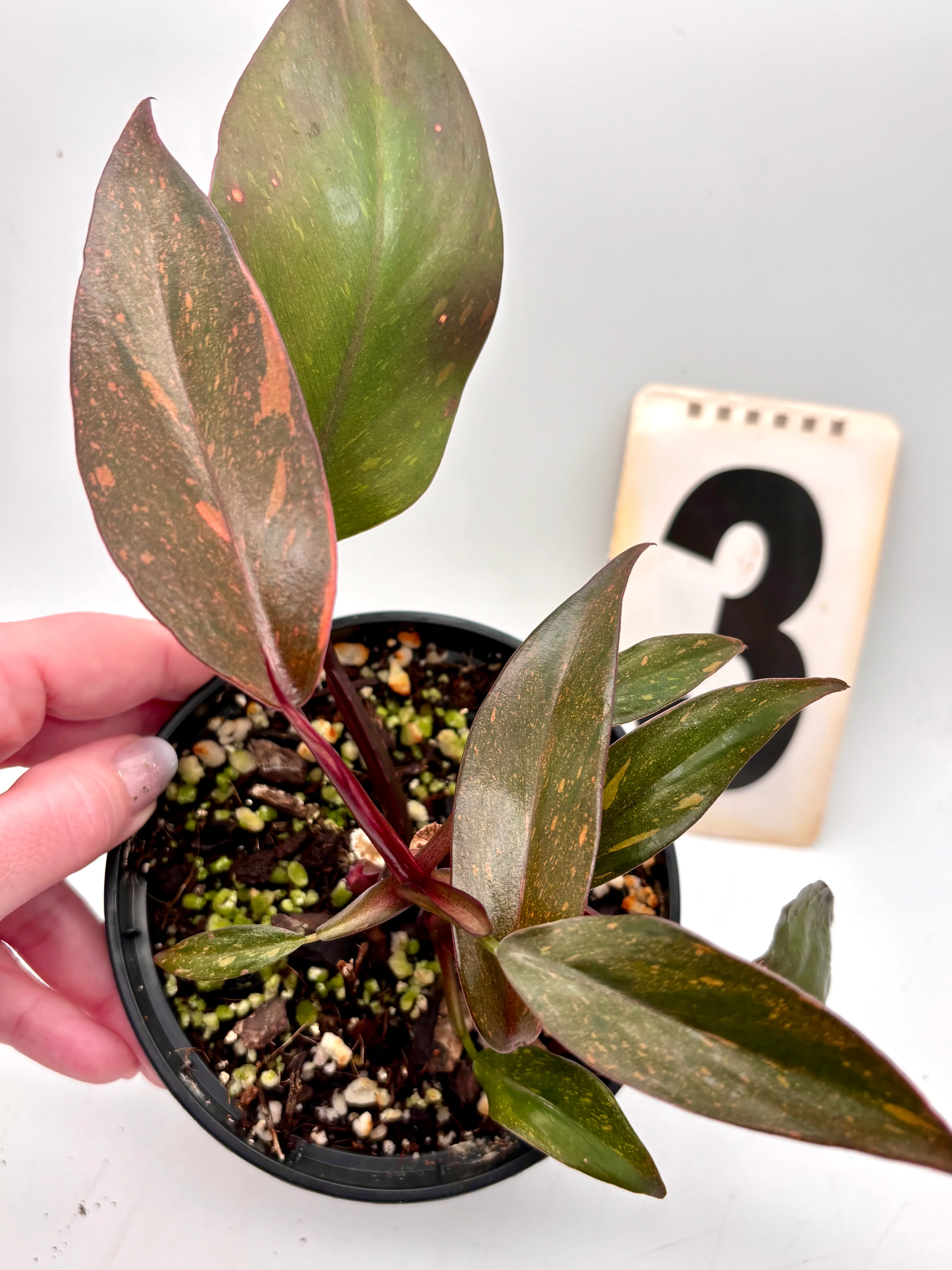 Philodendron Orange Princess - Image 4