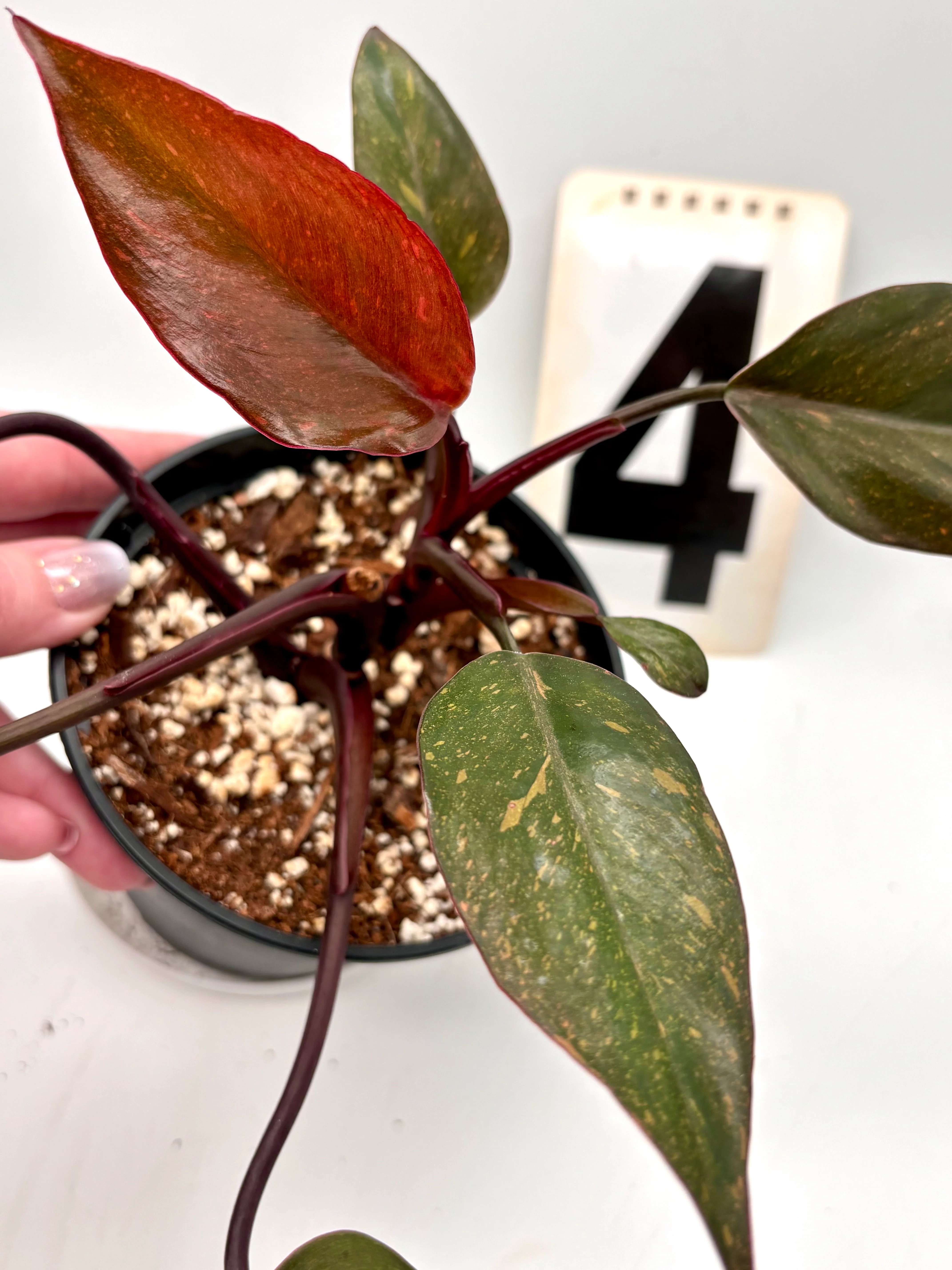Philodendron Orange Princess - Image 5