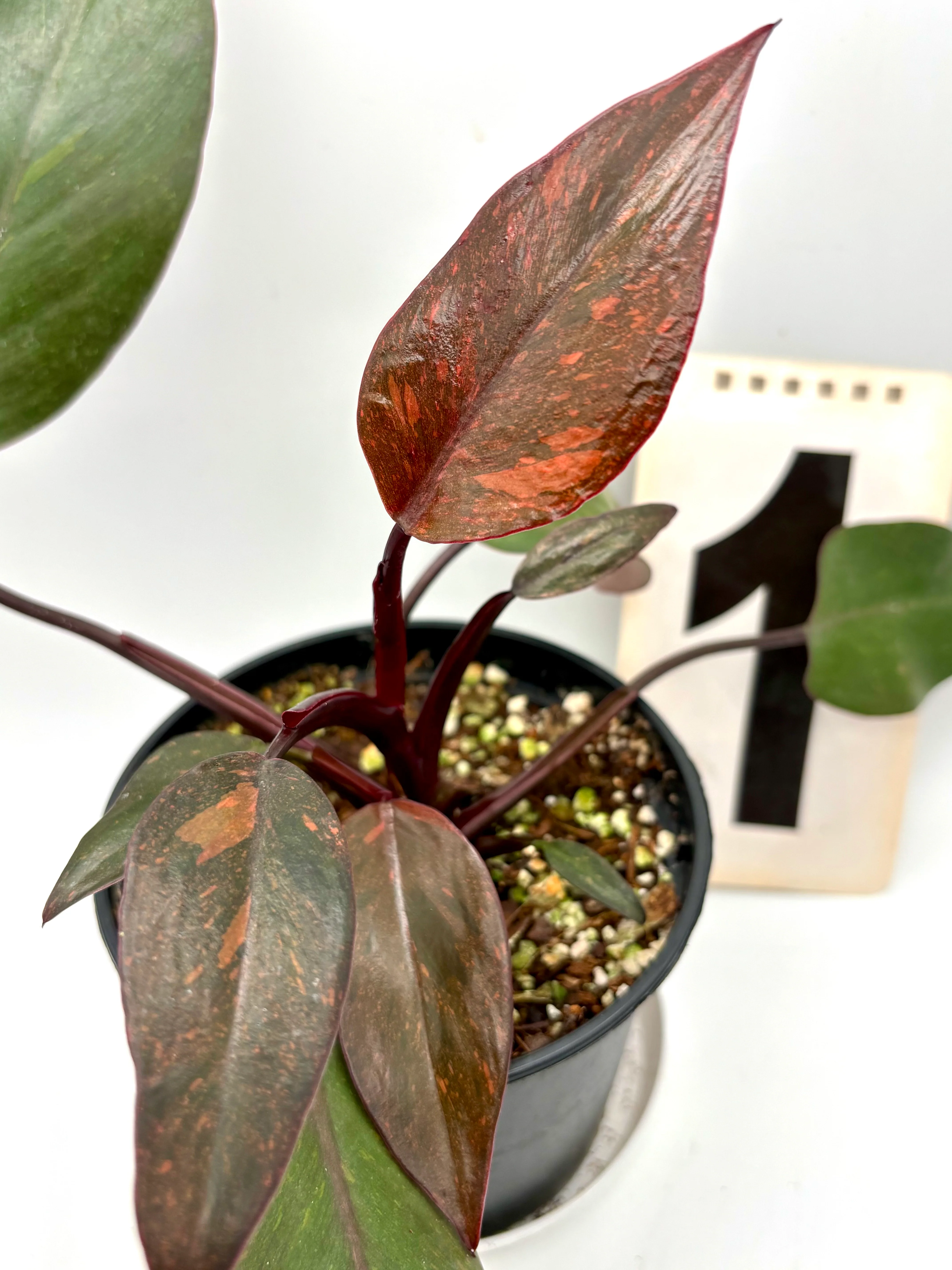 Philodendron Orange Princess - Image 6