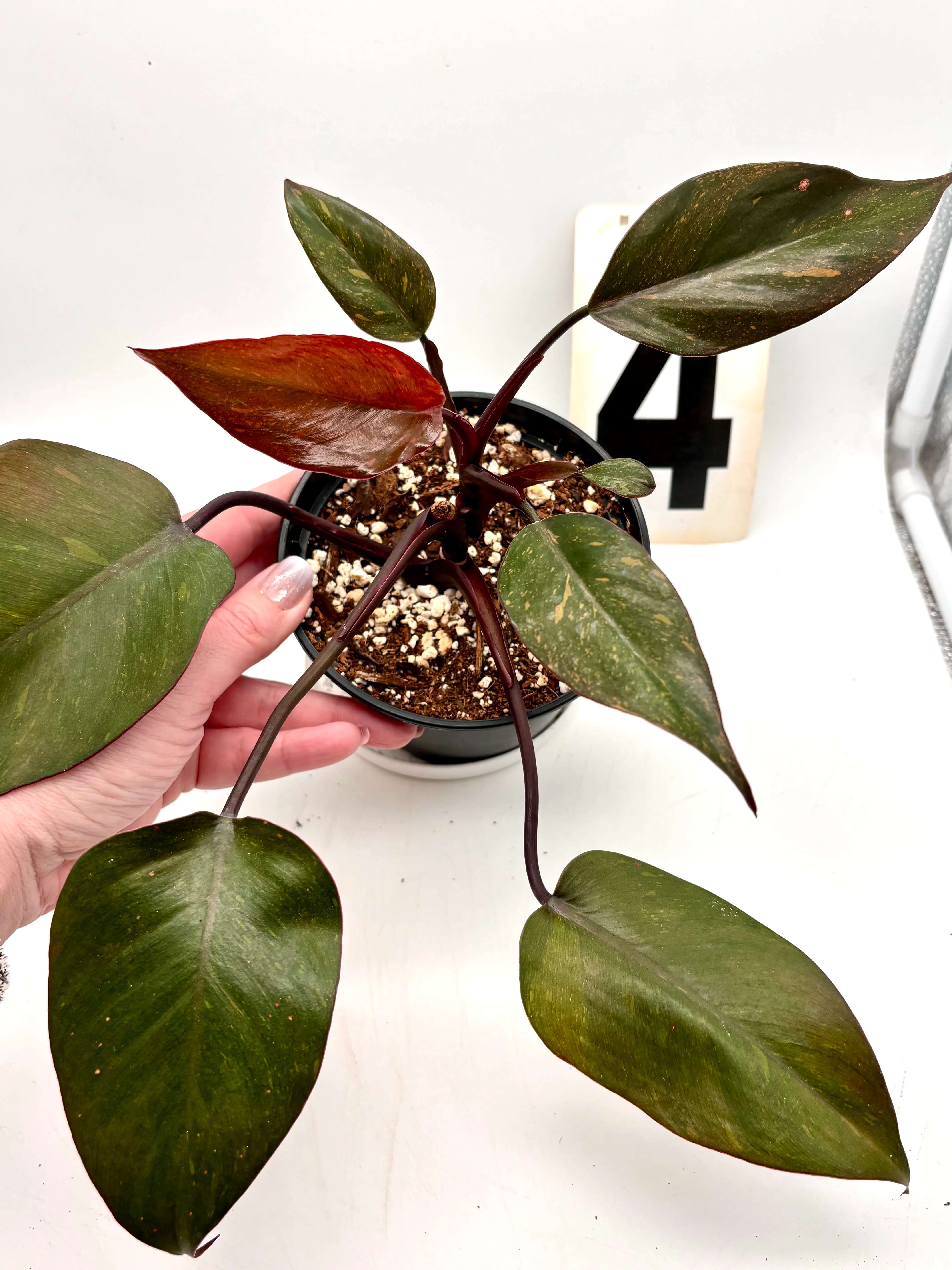 Philodendron Orange Princess - Image 7