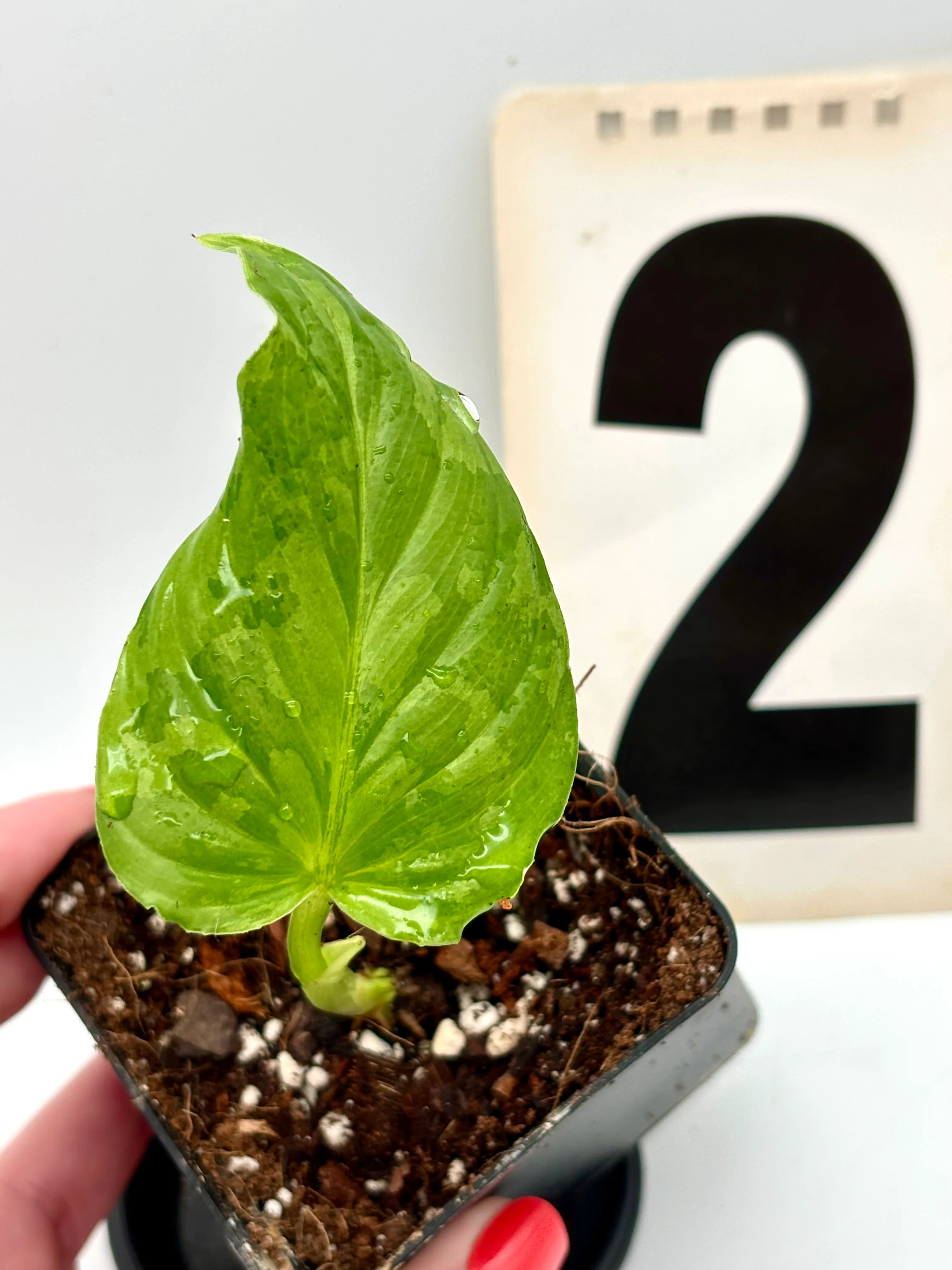 Philodendron Plowmanii Variegata
