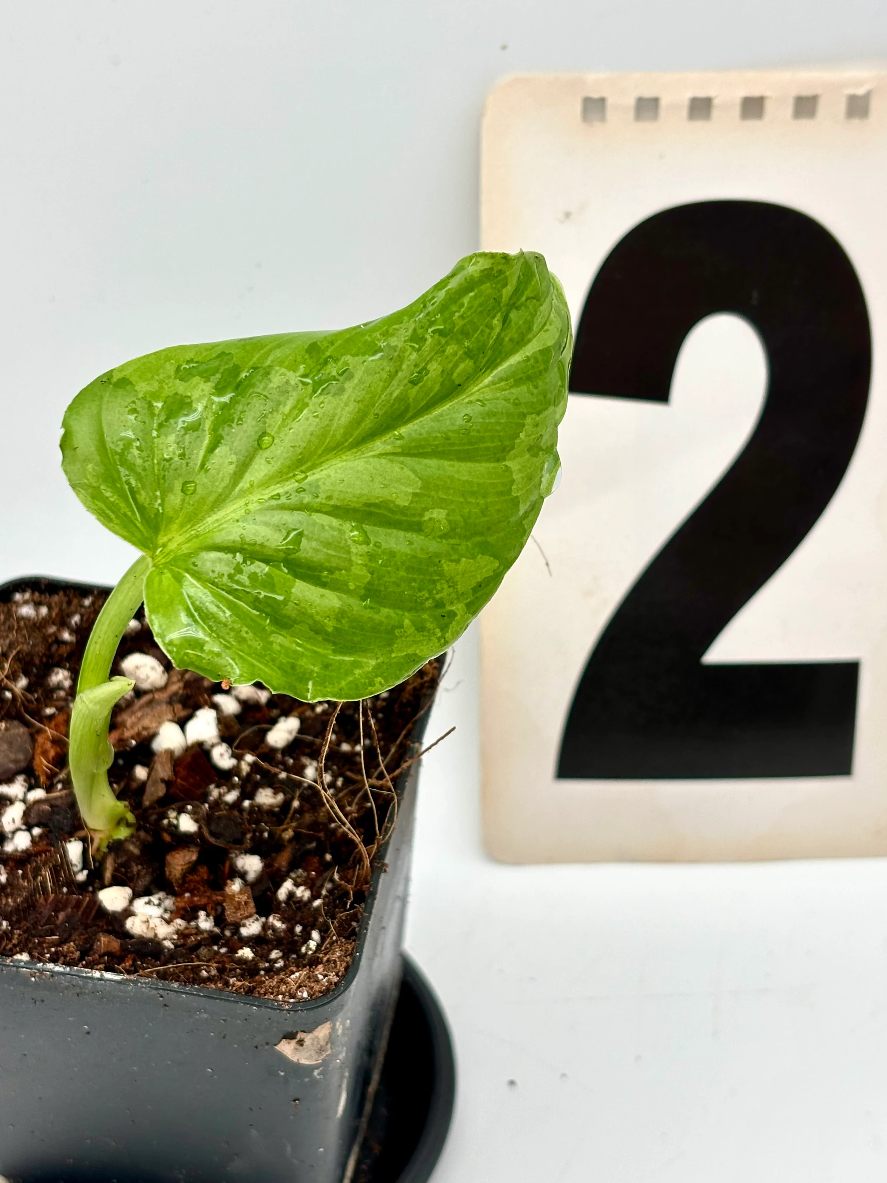 Philodendron Plowmanii Variegata - Image 2