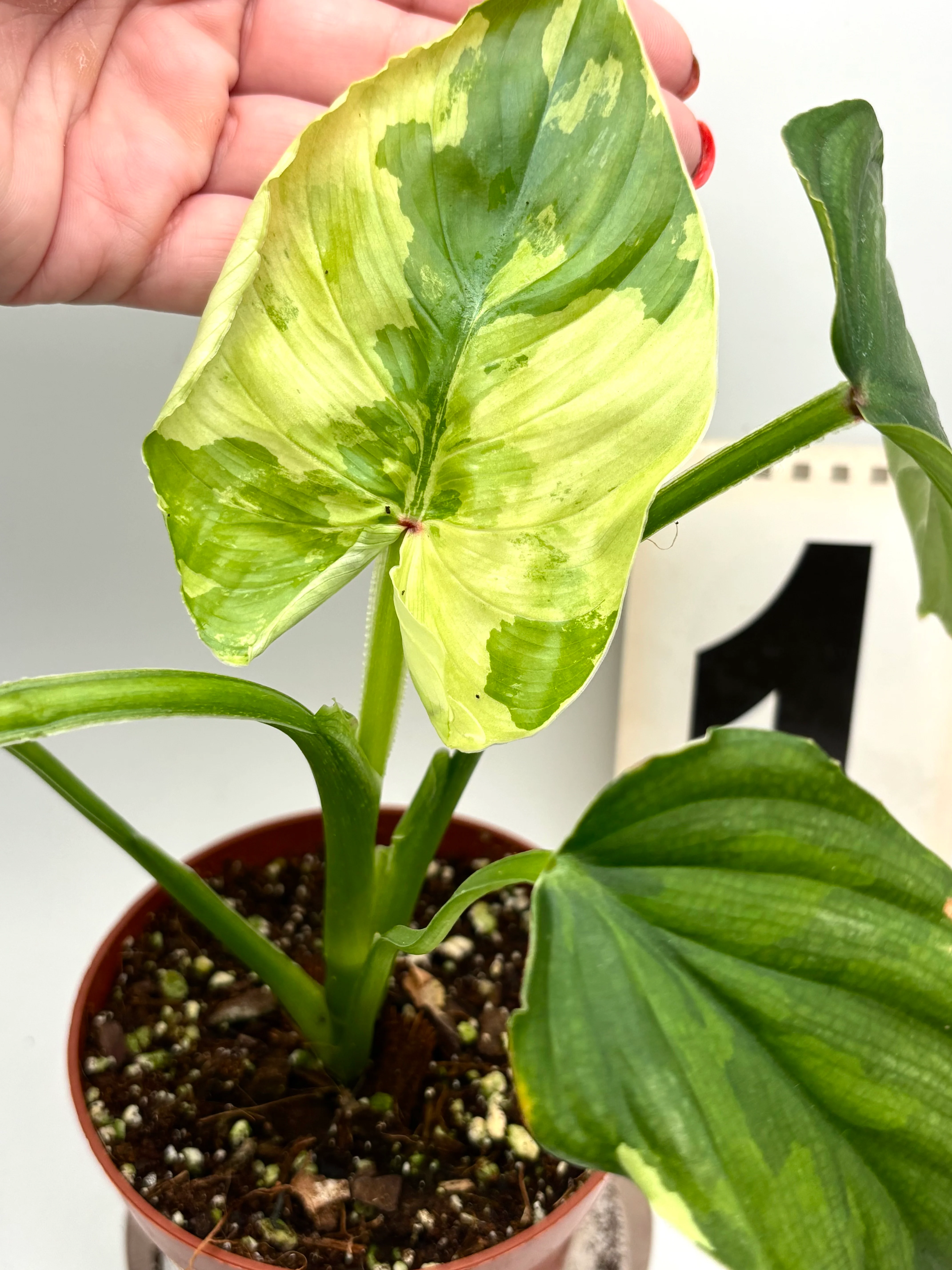 Philodendron Plowmanii Variegata - Image 3
