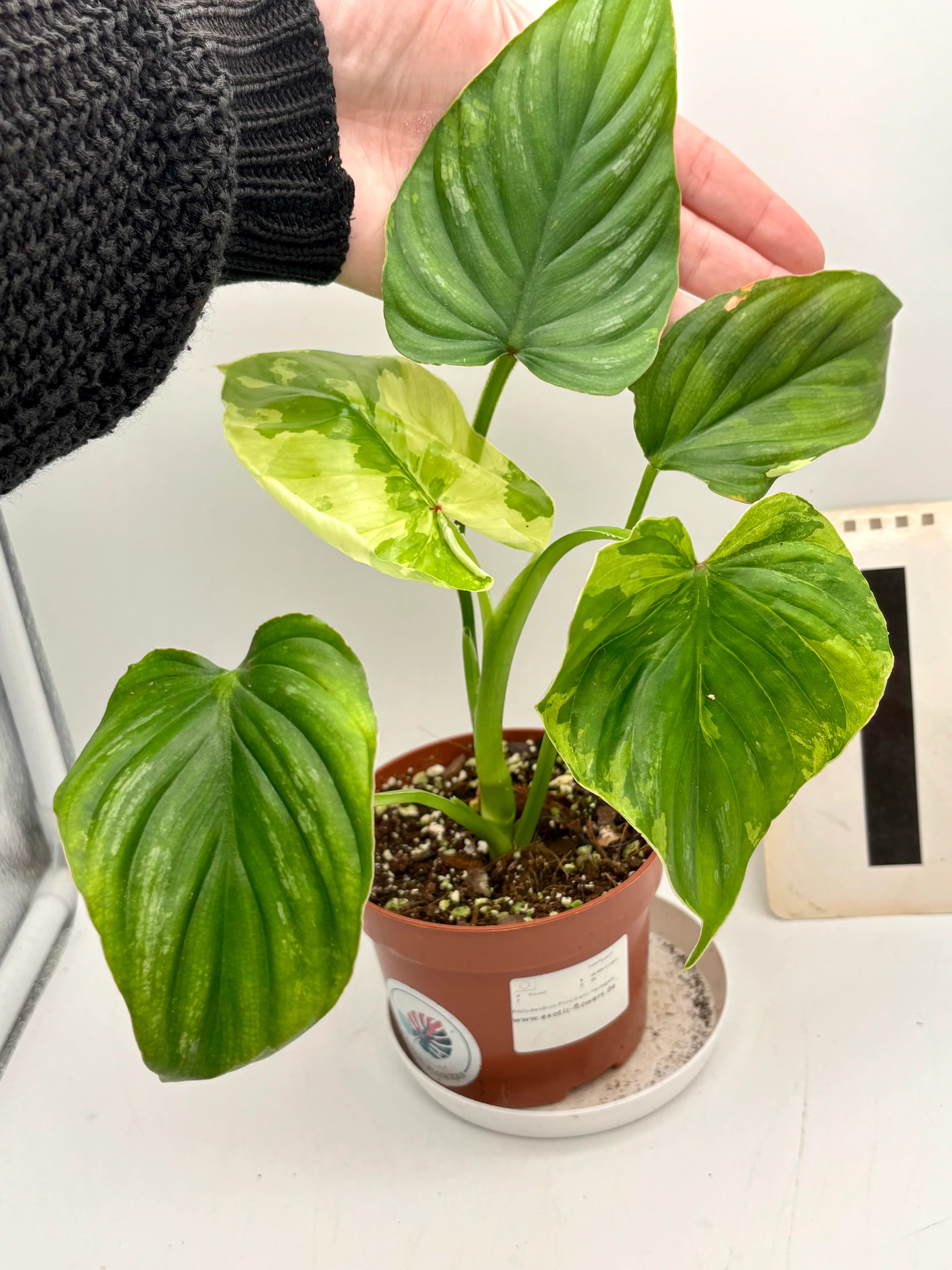 Philodendron Plowmanii Variegata - Image 4