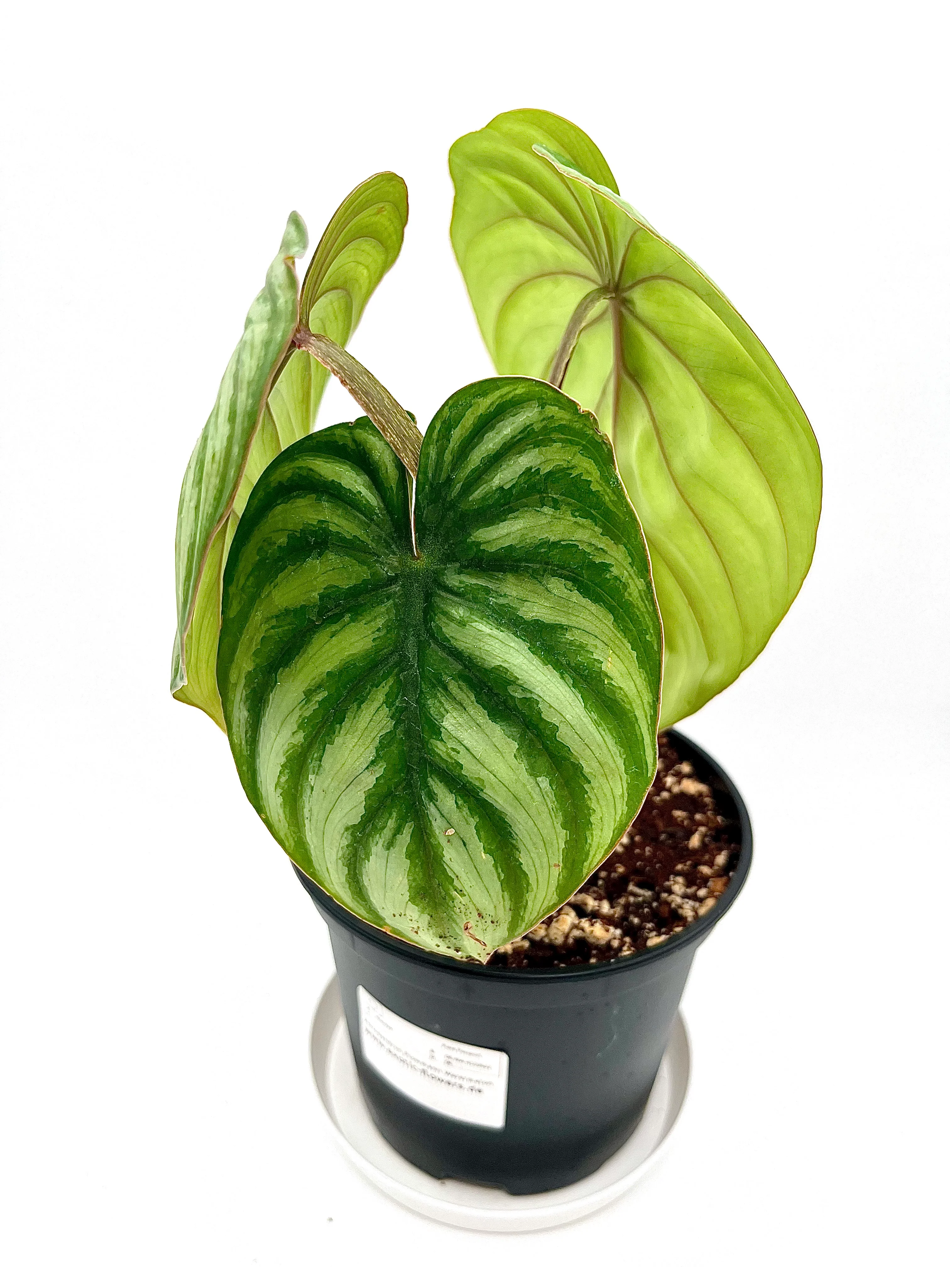 Philodendron Plowmanii Watermelon - Image 3