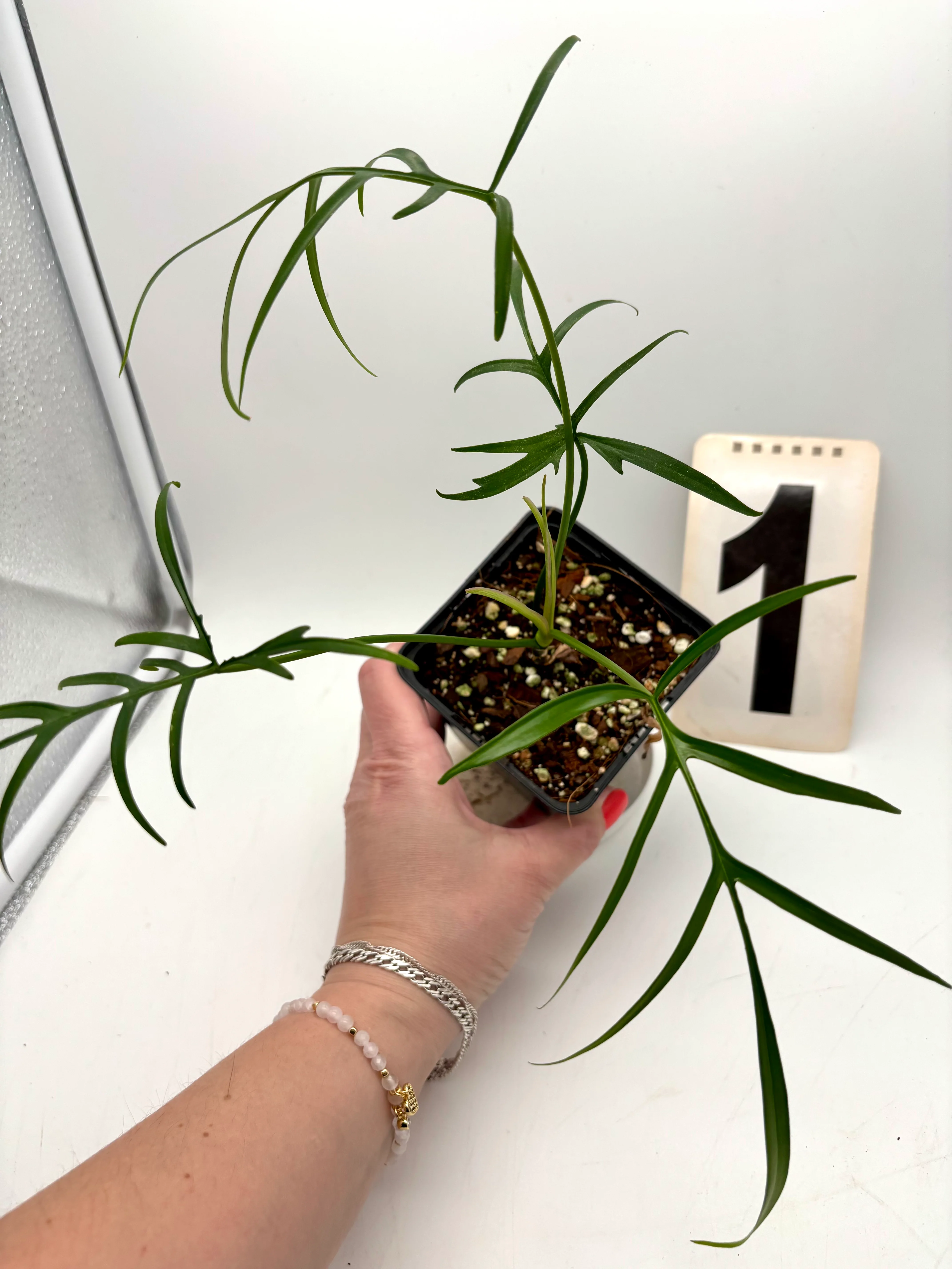 Philodendron Polypodioides