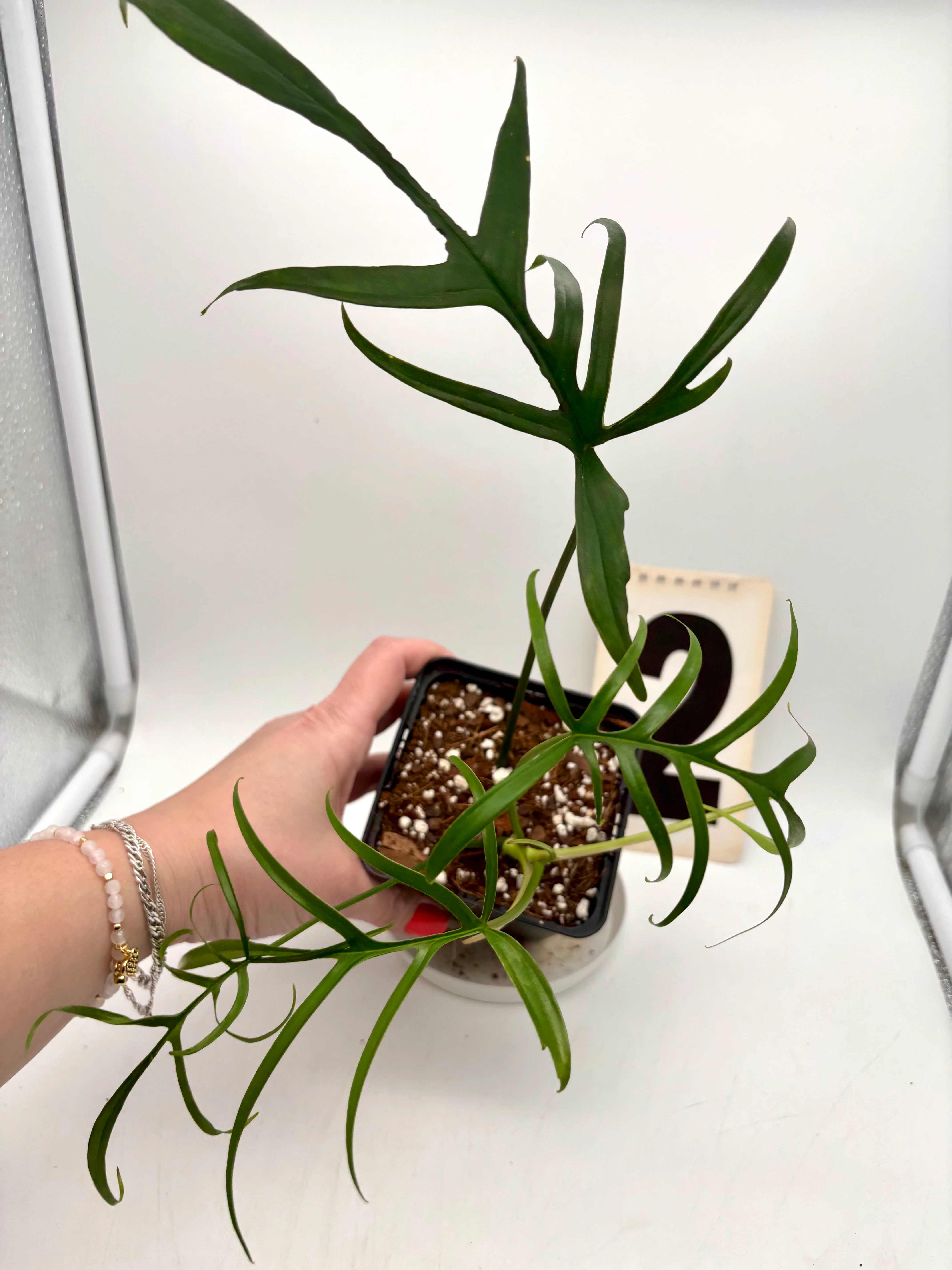 Philodendron Polypodioides - Image 2