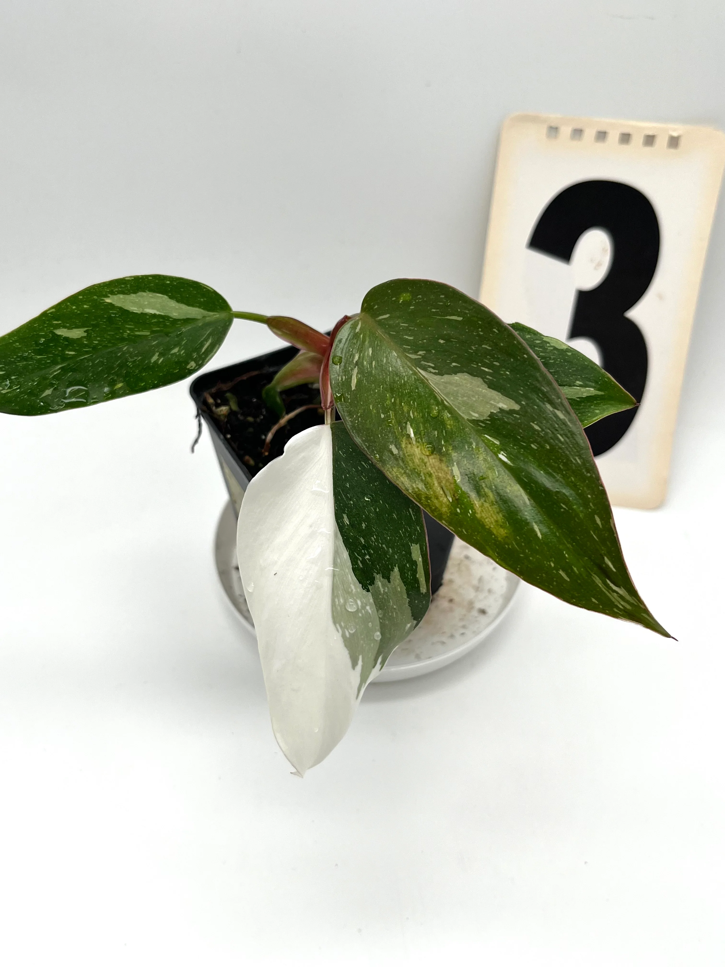 Philodendron Red Anderson - Image 2